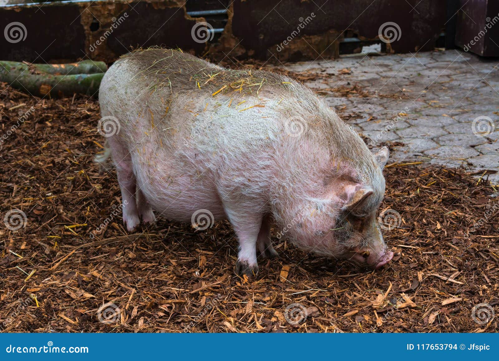 Onderzoek Zware vrachtwagen Astrolabium Binnenlands Varken, Varken of Beer Op Een Landbouwbedrijf Stock Foto -  Image of vers, weide: 117653794