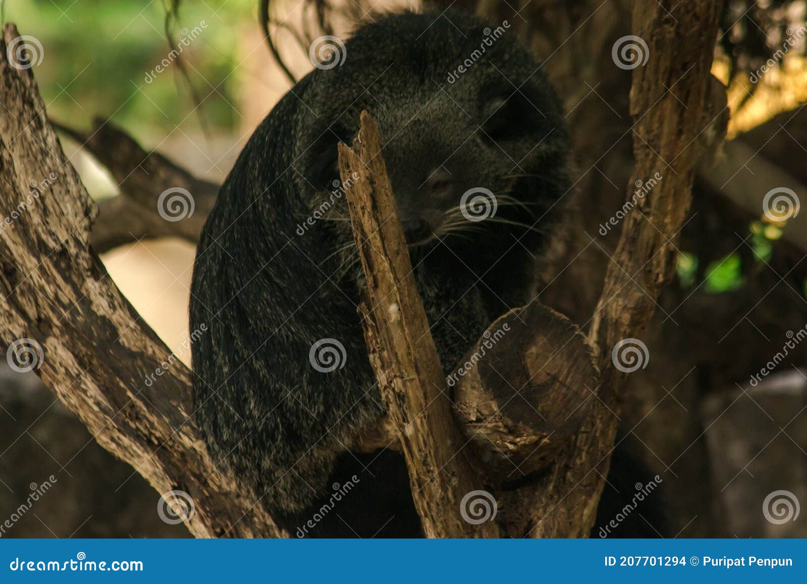 Binturong Bear Cat Lying on a Log. Stock Photo - Image of lying, animals:  207701294