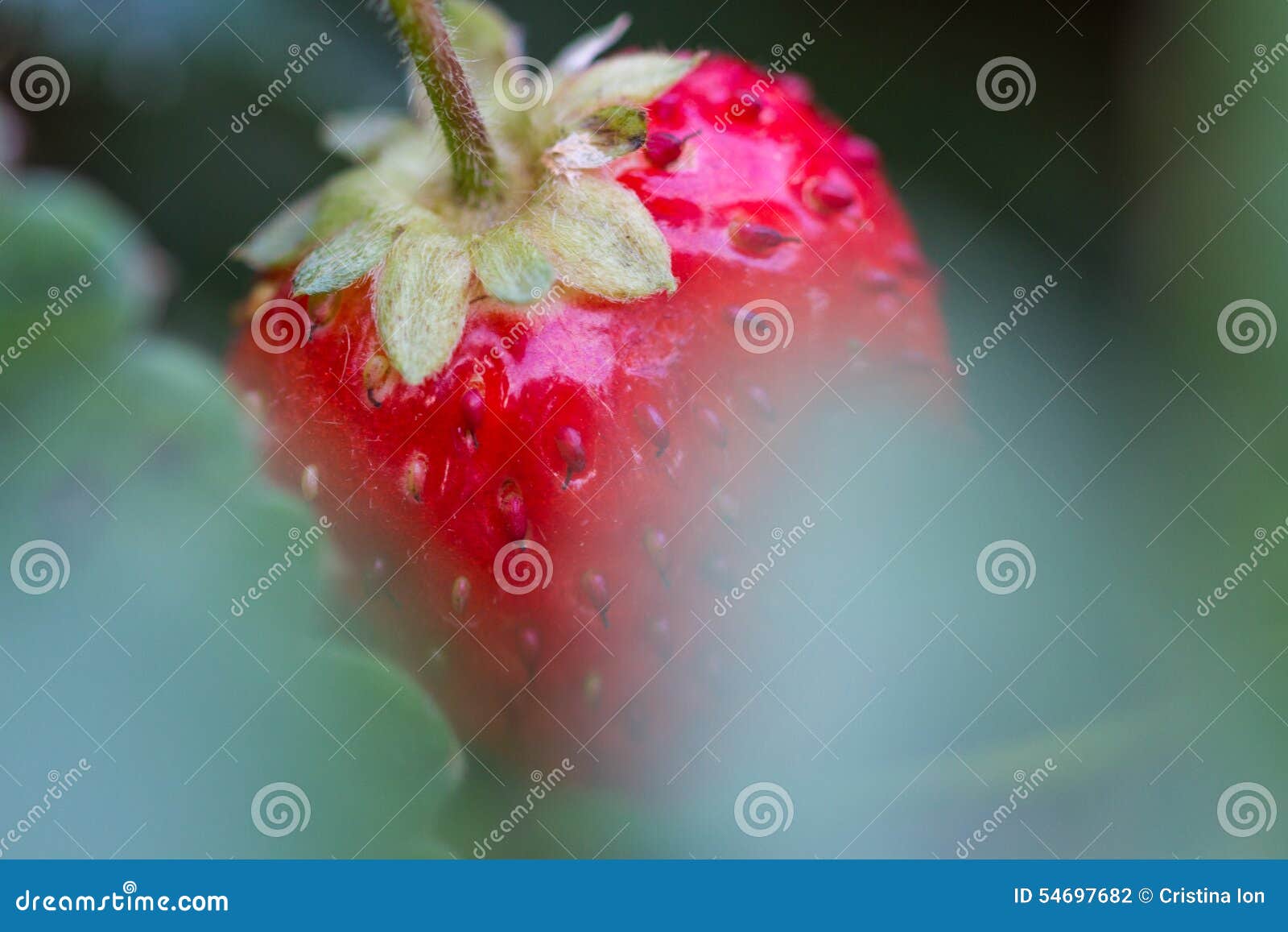 Bio- fragola rossa fra le foglie Macro foto fatta nell'ottobre 2014