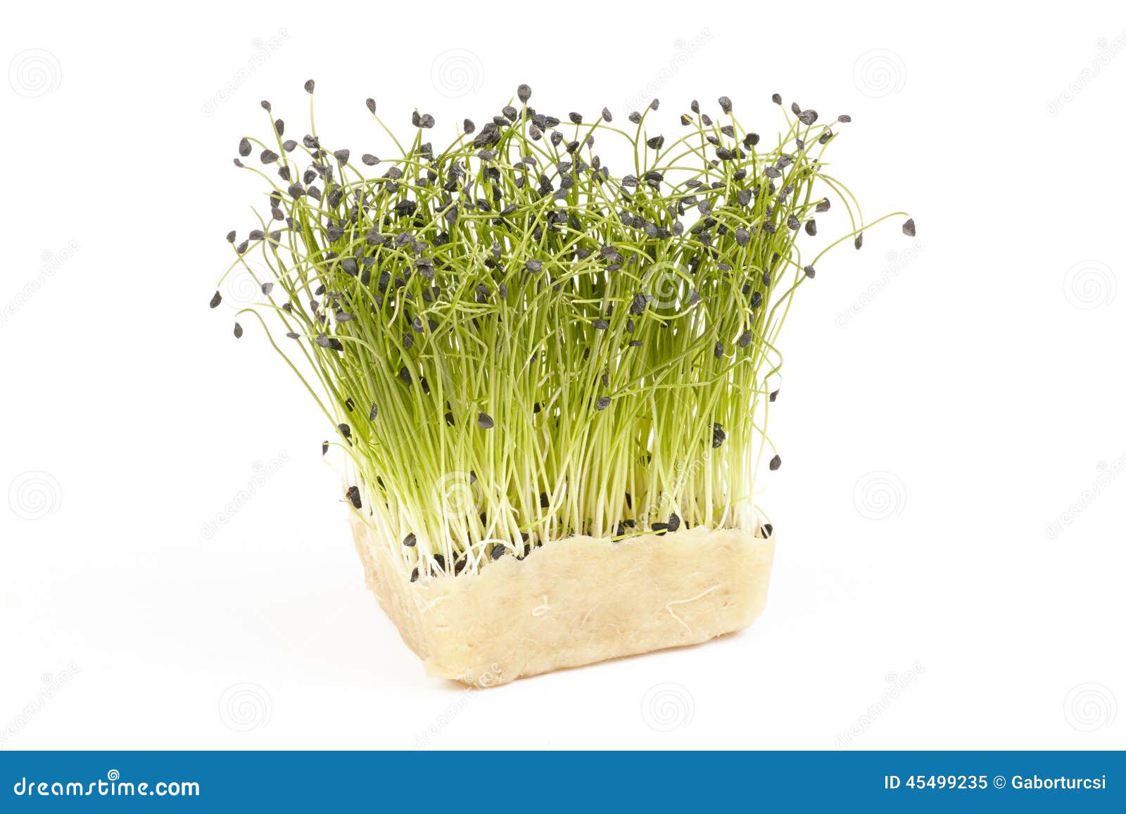 Bio Fresh Red Mustard Cress Stock Photos Free & RoyaltyFree Stock