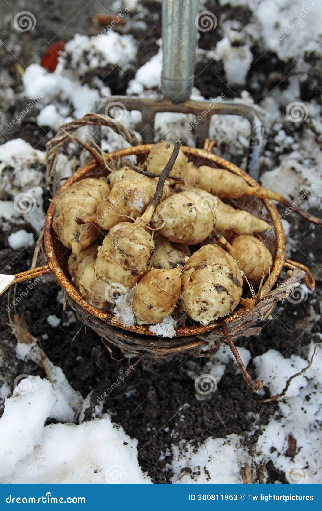 Into the Bio Garden, Harvesting Jerusalem Artichokes in Winter with a