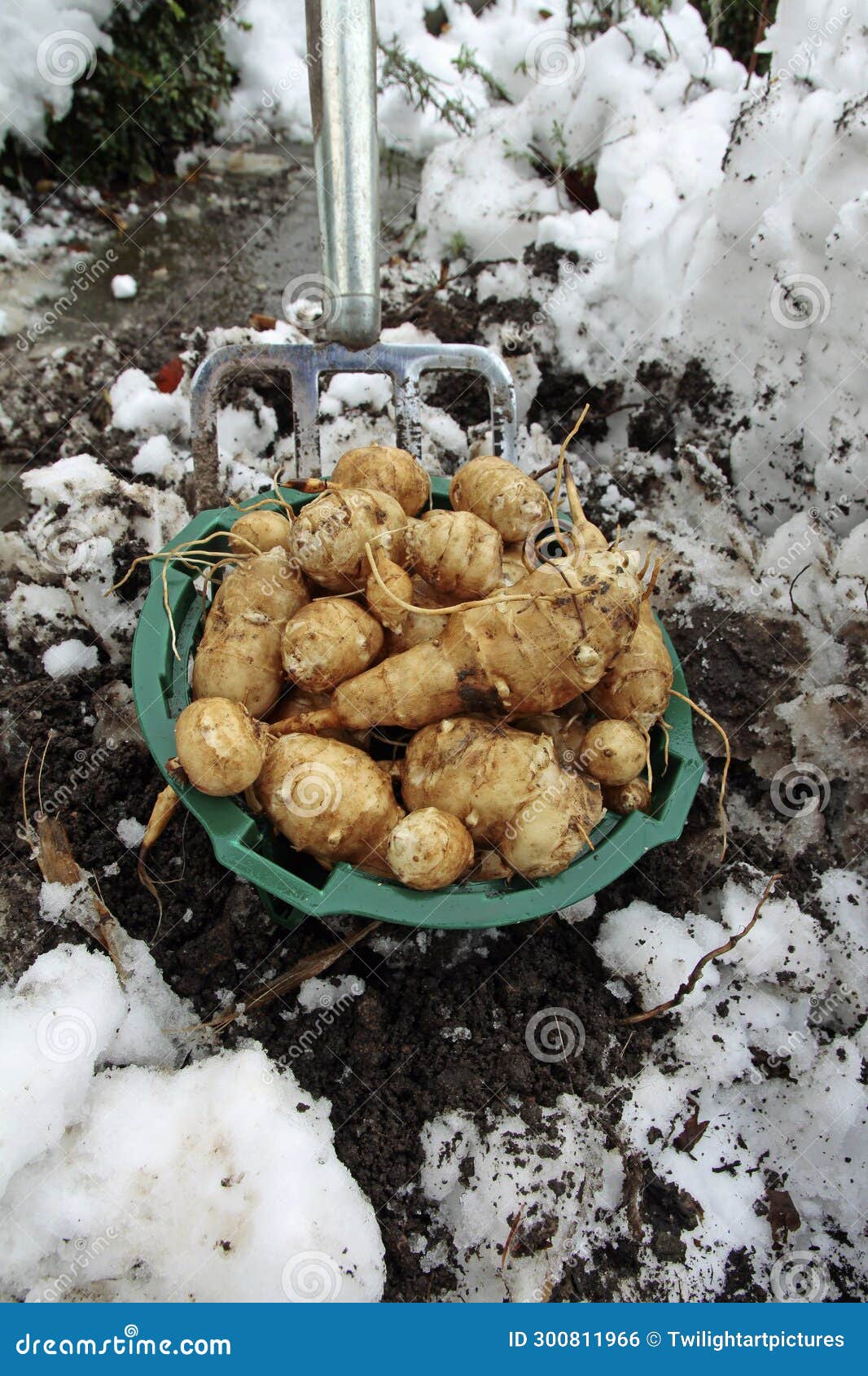 Into the Bio Garden, Harvesting Jerusalem Artichokes in Winter with a