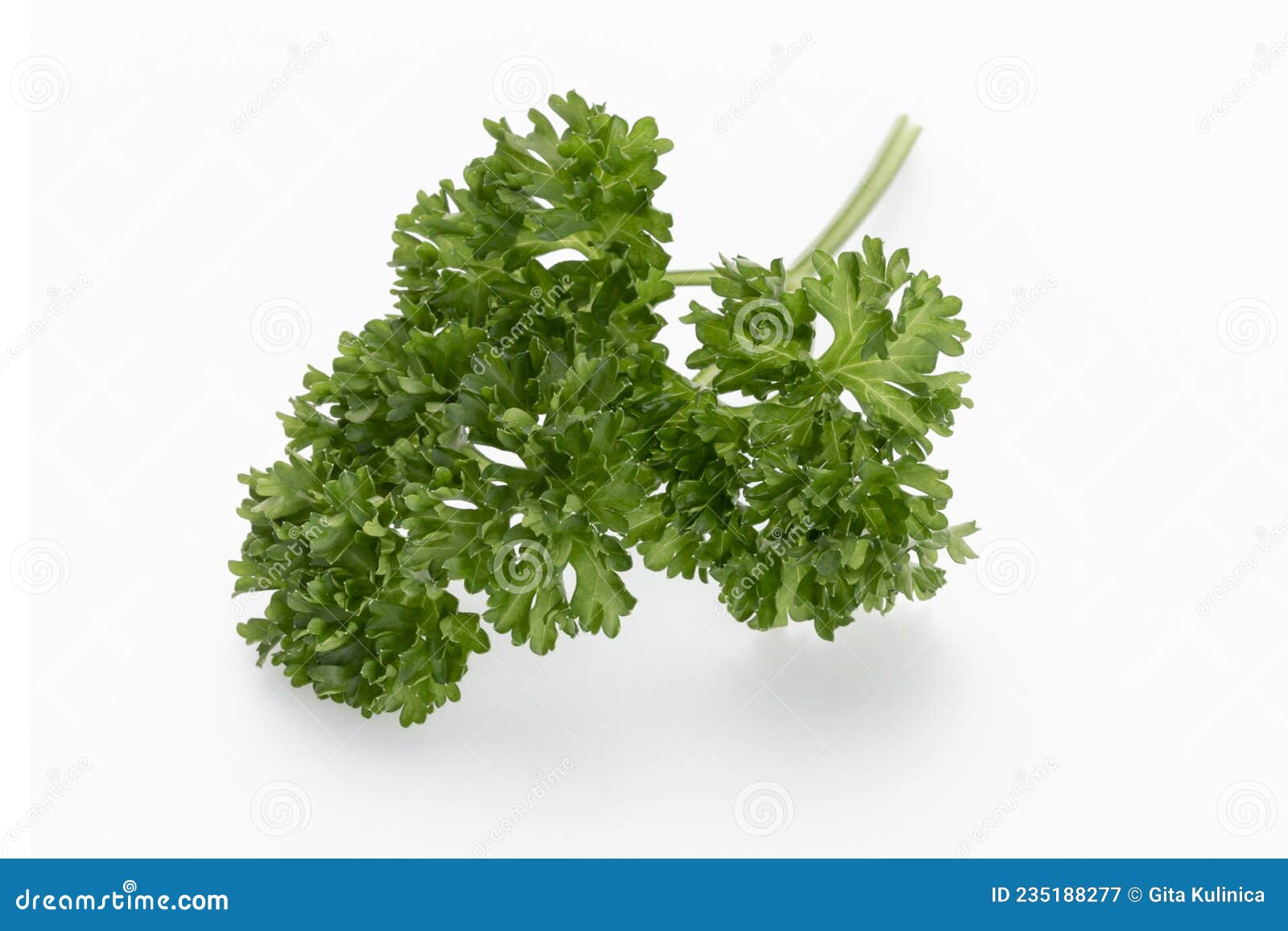 Bio Parsley Leaf En Fondo Blanco Imagen de archivo Imagen de adorne