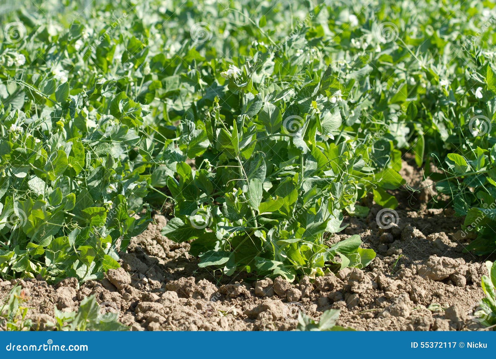 Bio peas field detail stock image. Image of background 55372117