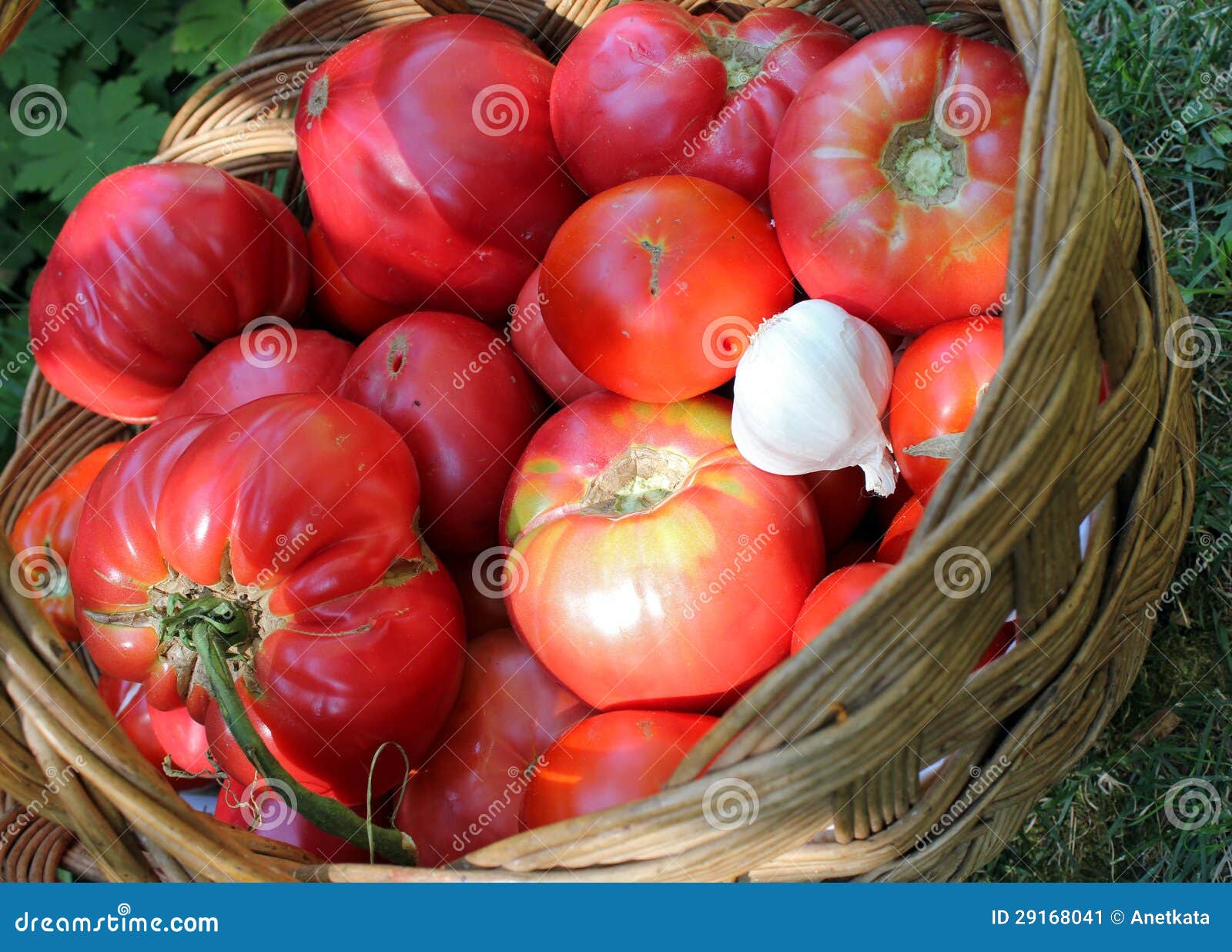 Bio Tomatoes in Wooden Basket Stock Image Image of salad, healthy