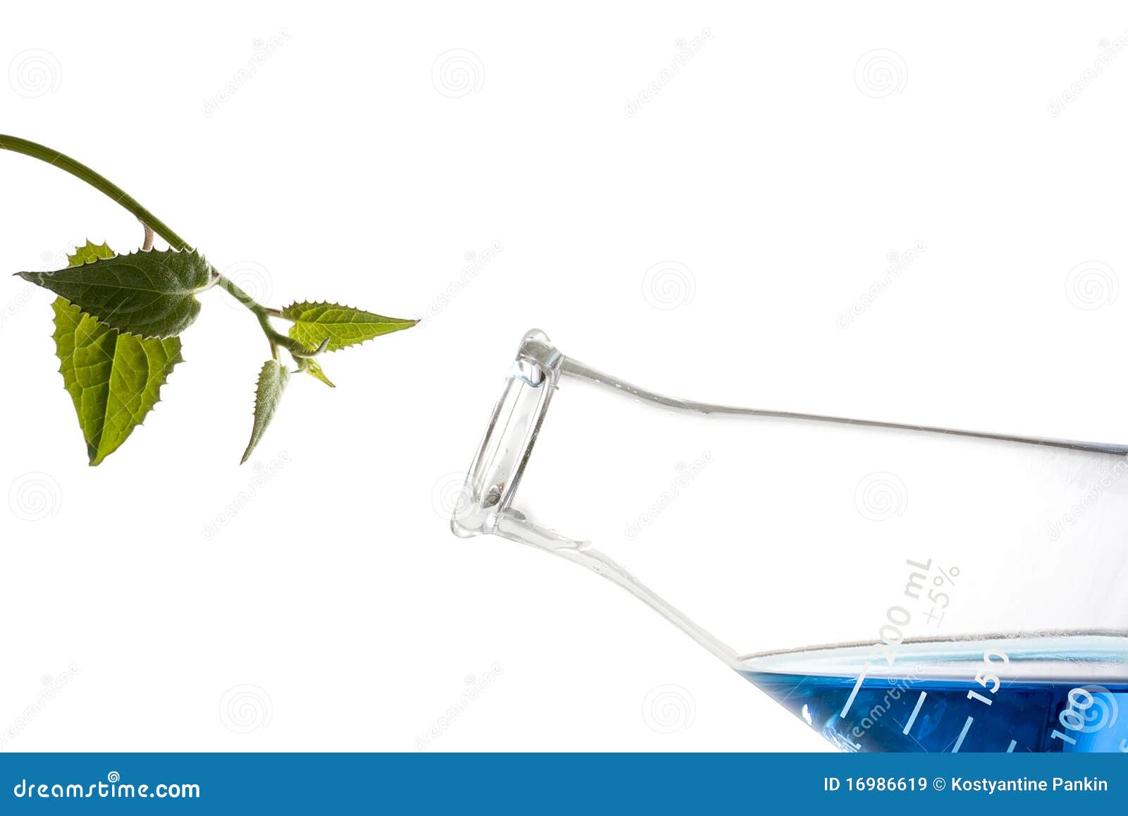 256 Erlenmeyer Plant Stock Photos - Free & Royalty-Free Stock Photos from  Dreamstime