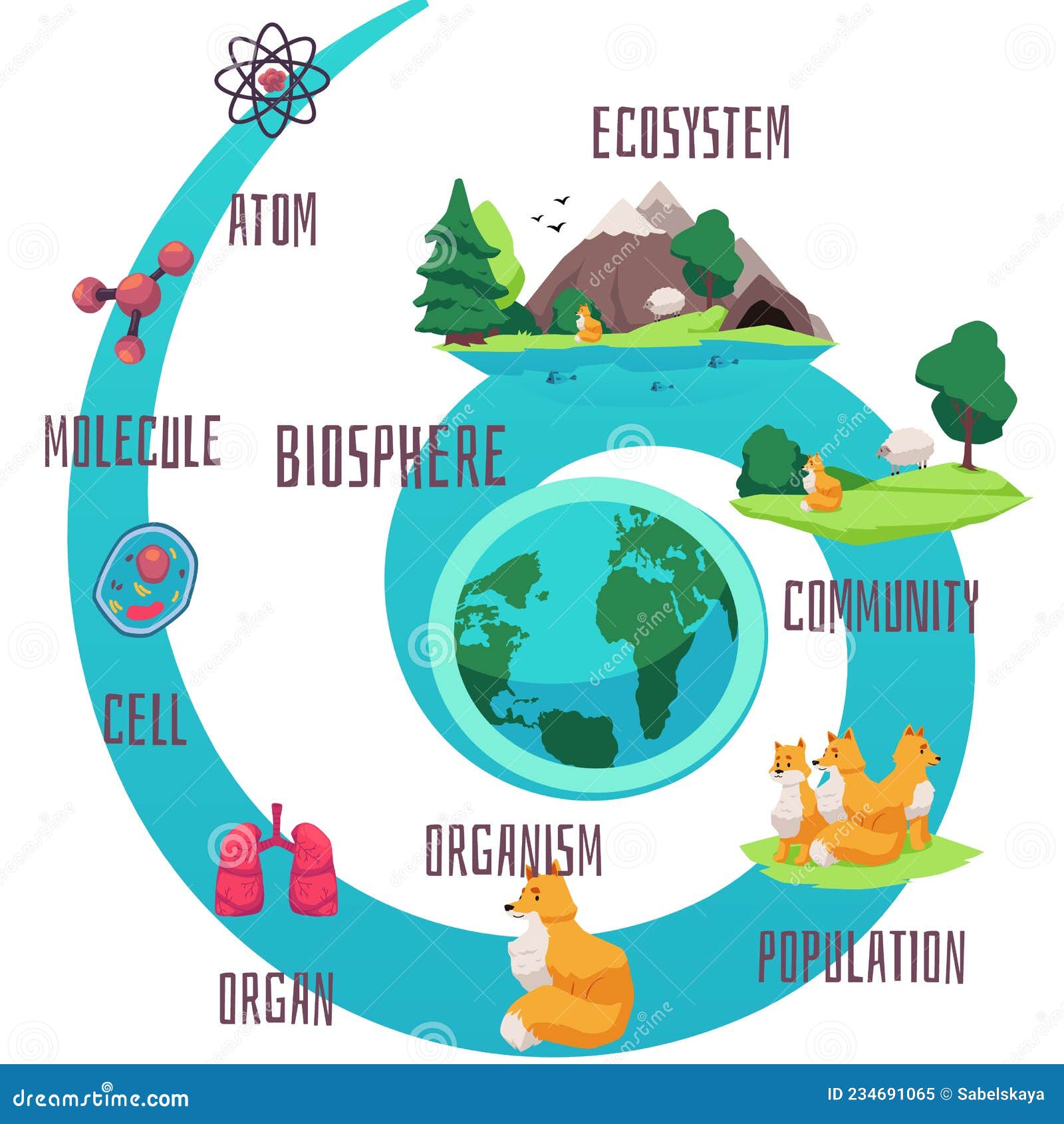 Biodiversity and Classification of Biosphere Life Infographics Cartoon.  Stock Vector - Illustration of graphic, concept: 234691065