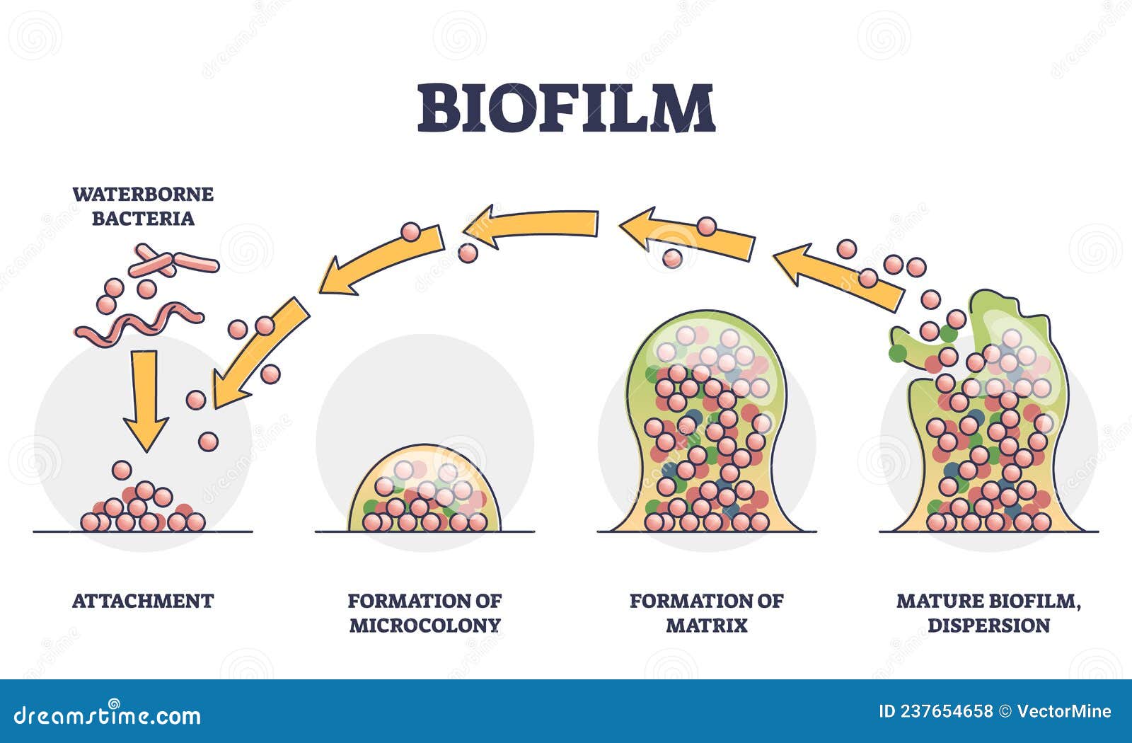 biofilm formation stages with development and dispersion outline diagram