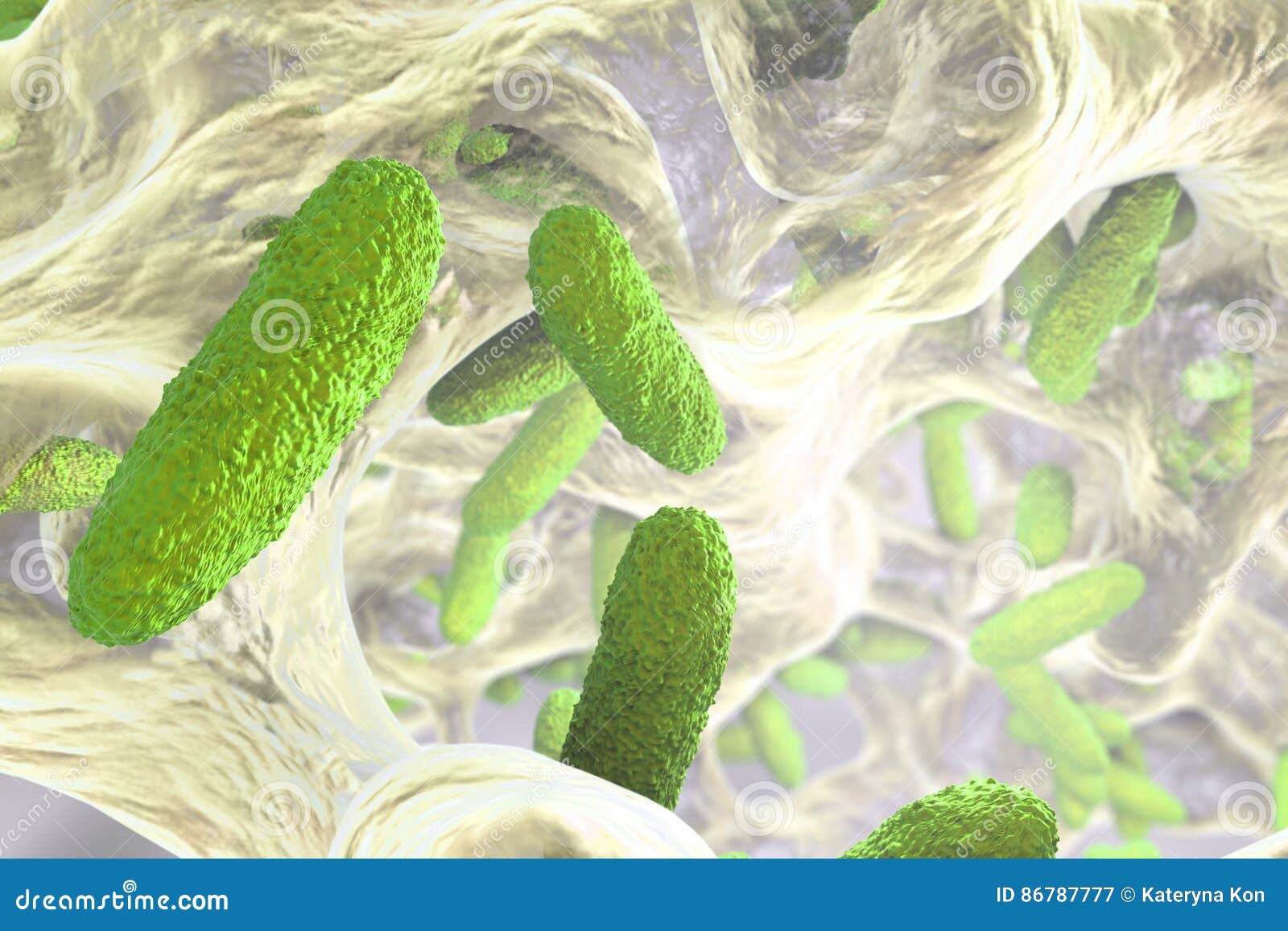 biofilm of klebsiella bacteria