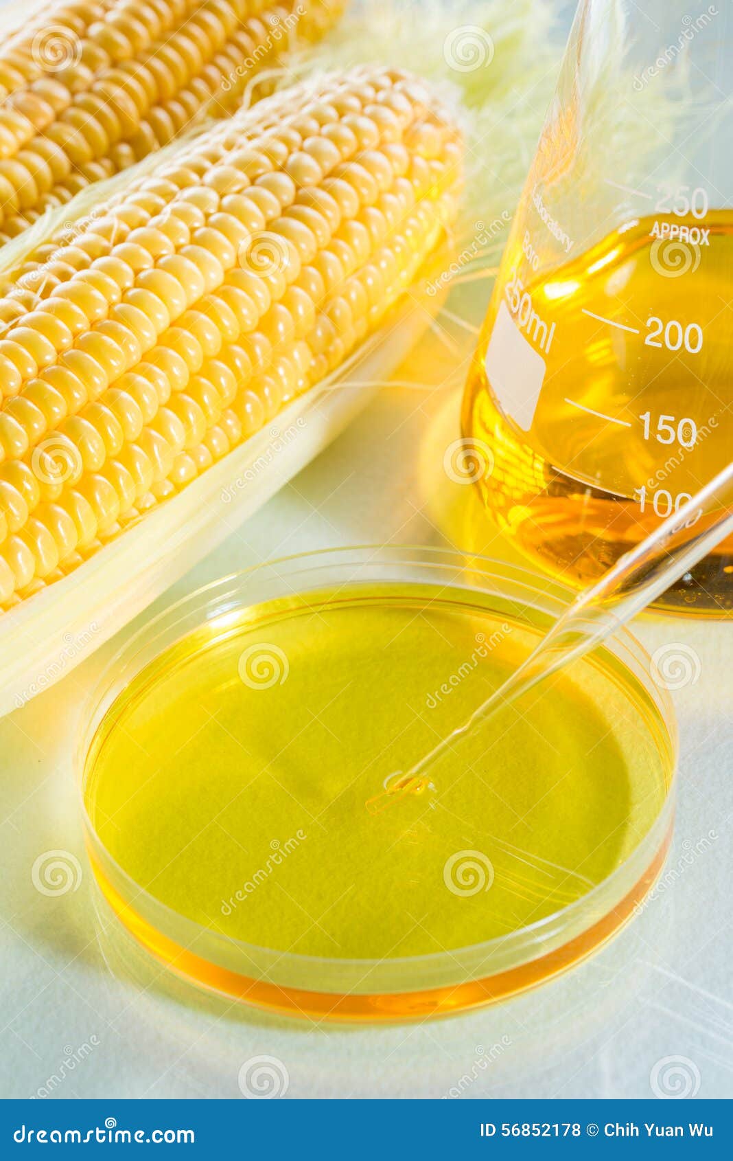 Biofuel or Corn Syrup Sweetcorn Stock Photo Image of flask, glassware