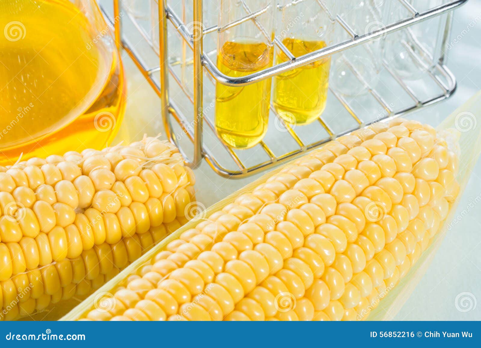Biofuel or Corn Syrup Sweetcorn Stock Photo Image of agriculture