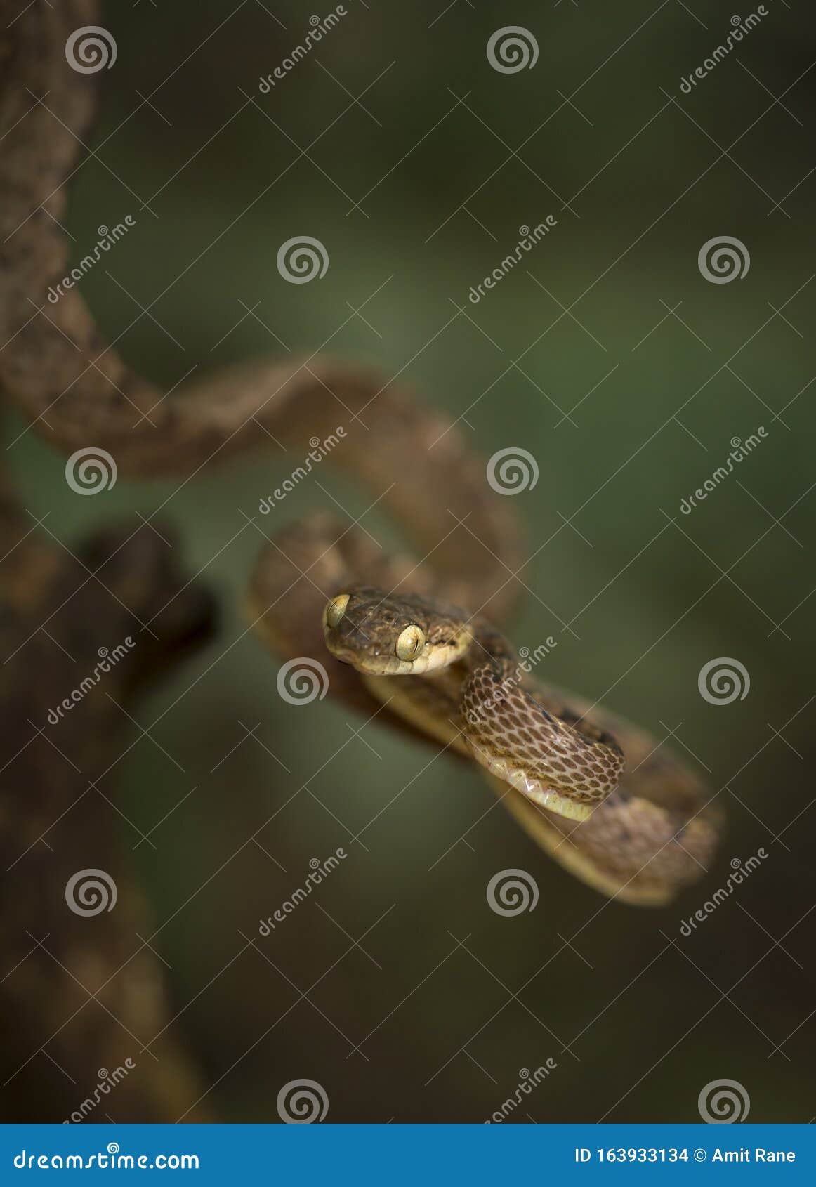 bioga cylonensis or cylone cat snake seen at matheran in daytime,maharashtra,india
