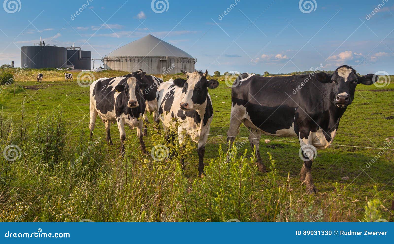 biogas plant with cows on a farm