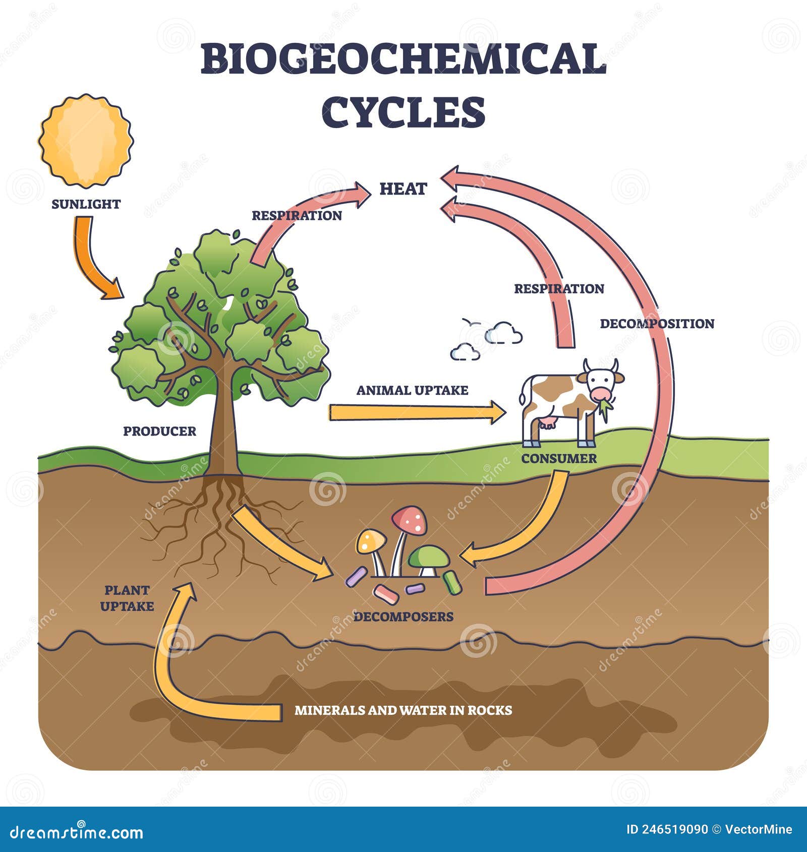 biogeochemical cycle as natural substance circulation pathway outline diagram