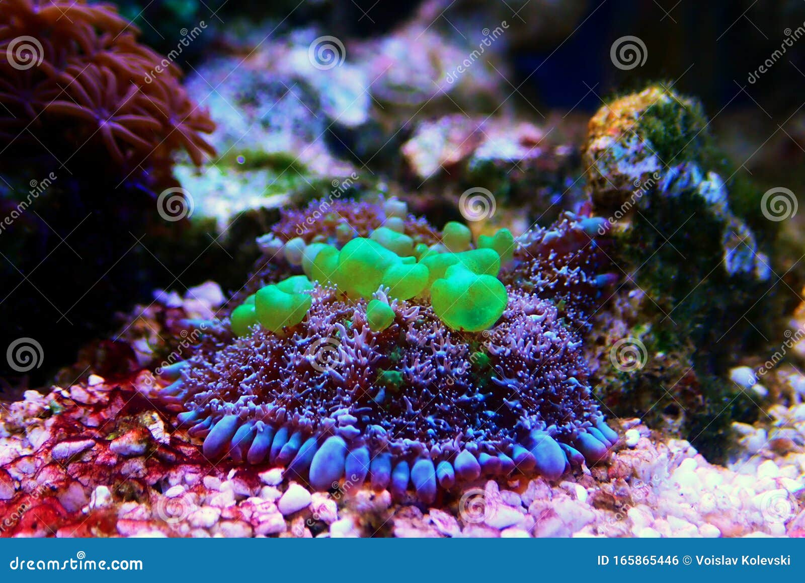 Bio-hazard Bounce Mushroom Ear Coral Stock Photo - Image of blue ...