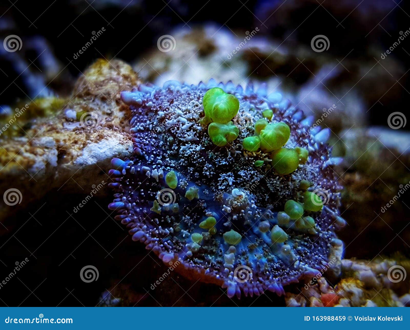 bio-hazard bounce mushroom ear coral