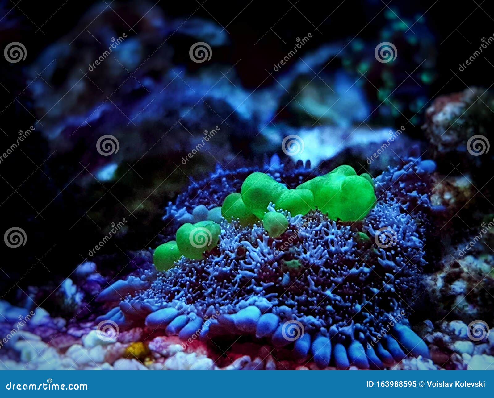 bio-hazard bounce mushroom ear coral