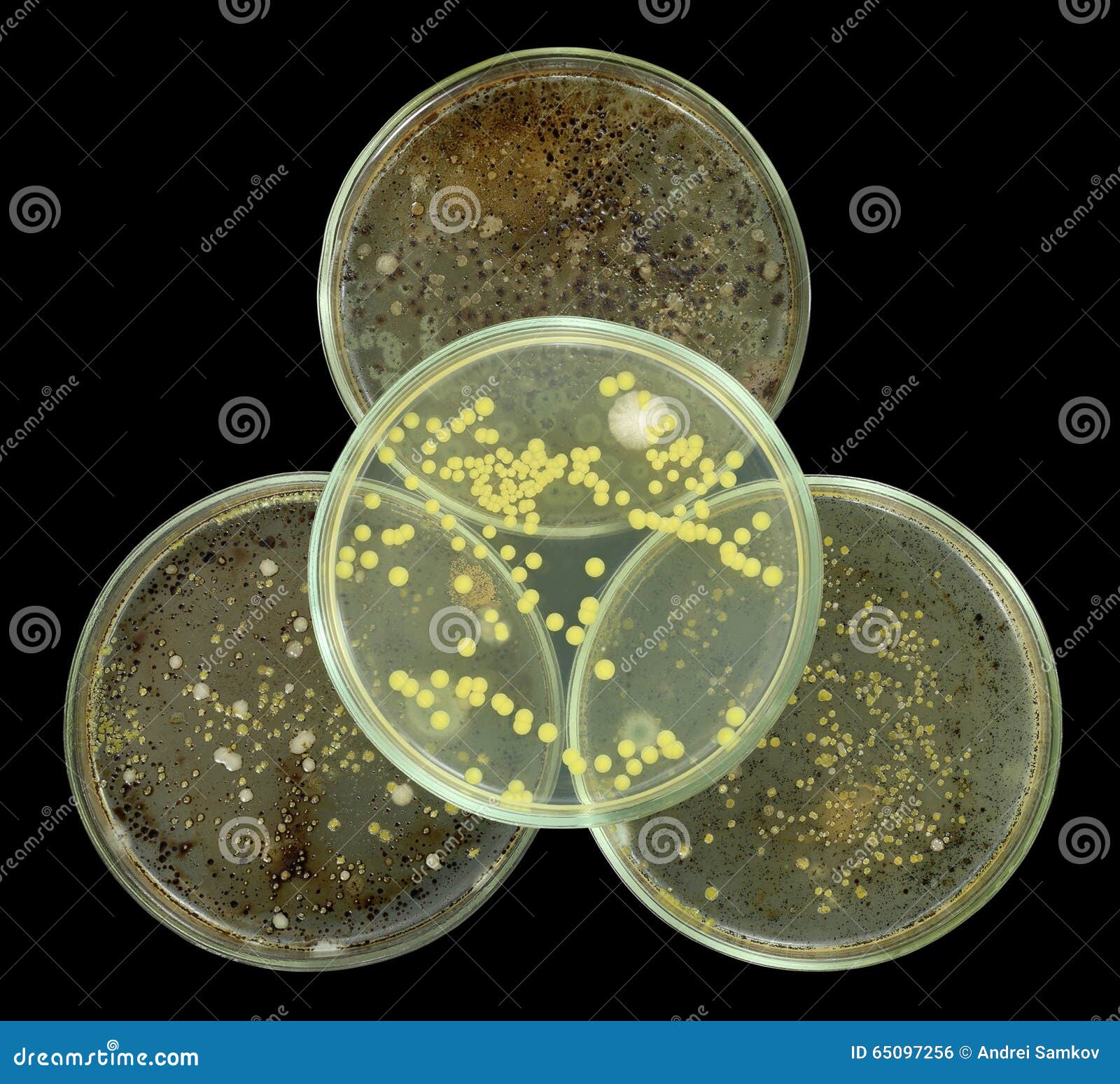 biohazard  interpretation by petri plates composition 