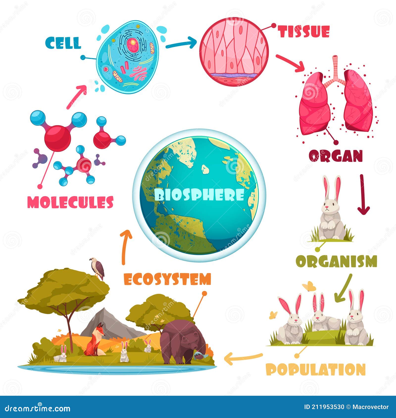 biological hierarchy cartoon set