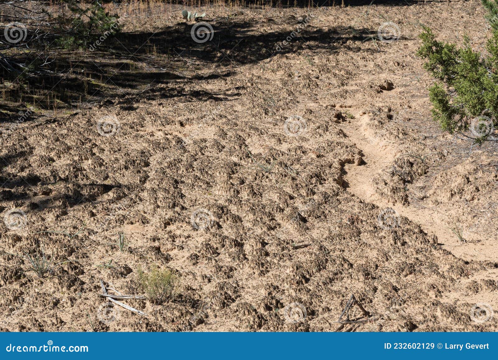 Biological soil crust stock image. Image of arid, dead 232602129