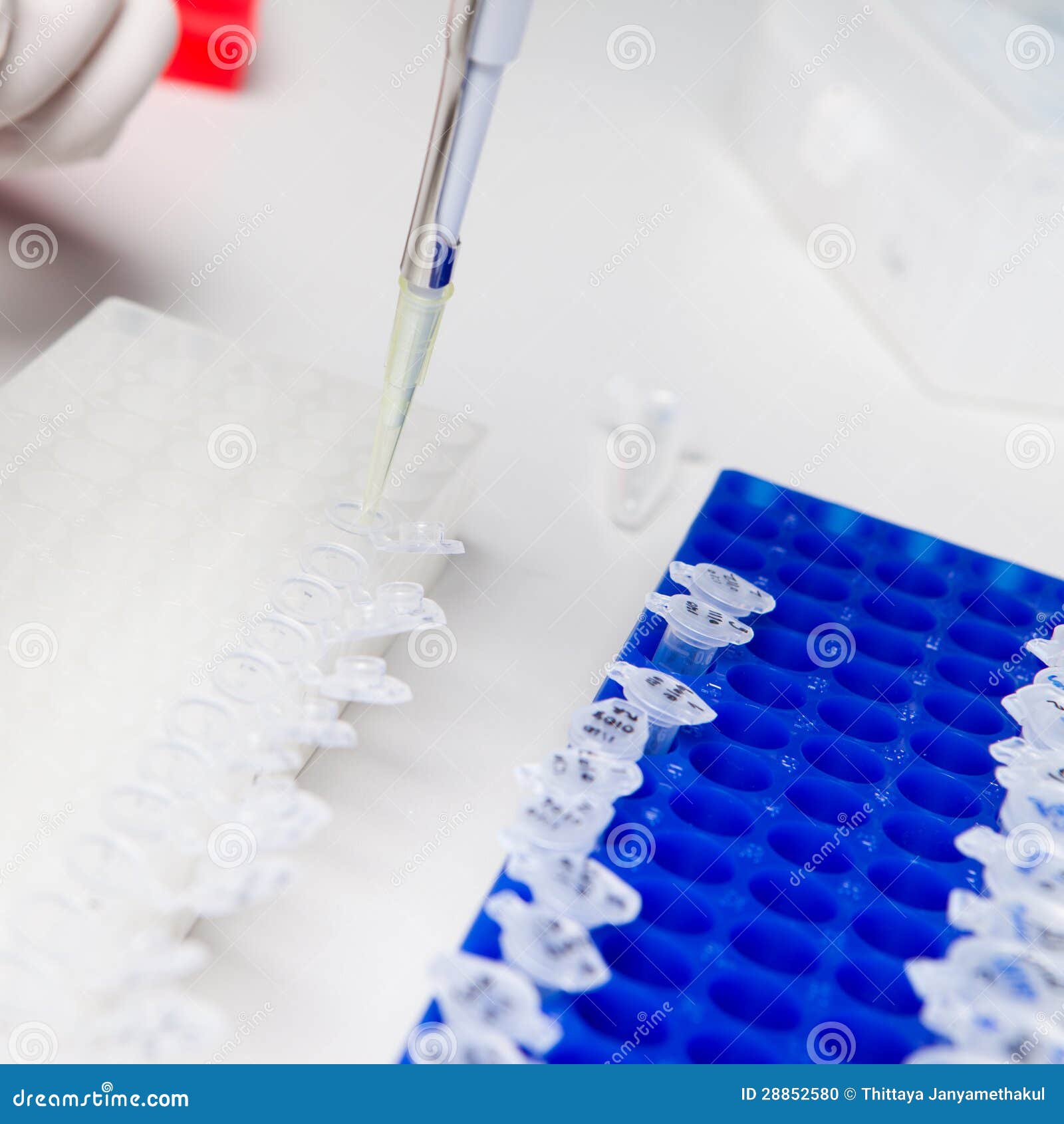 Biological Solution in Eppendorf Stock Photo Image of education