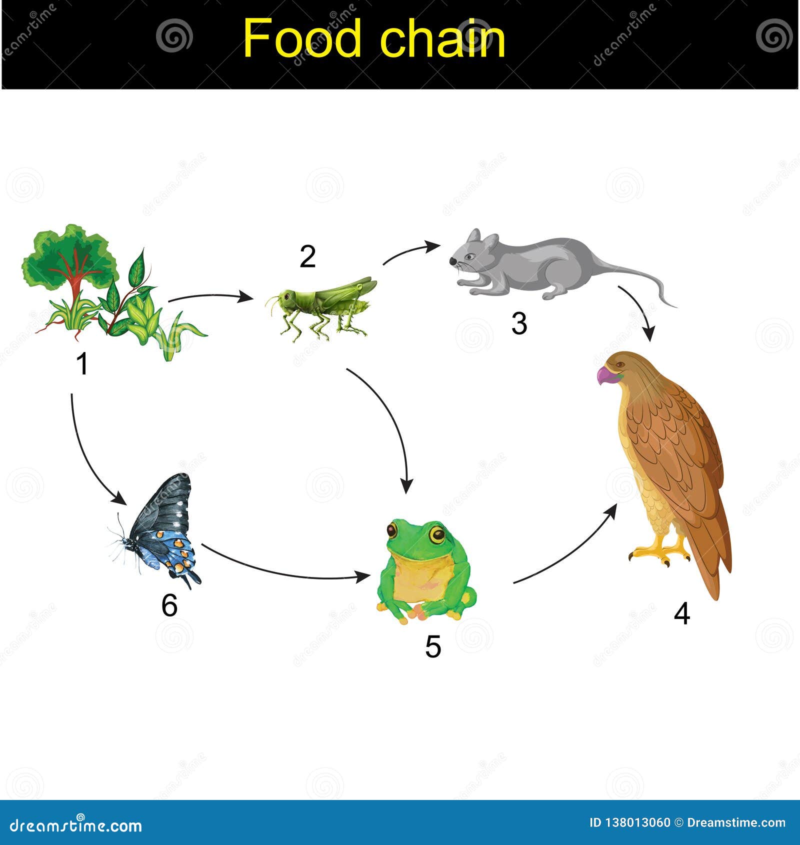 Biologie Nahrungsketteversion 01 Stock Abbildung Illustration von