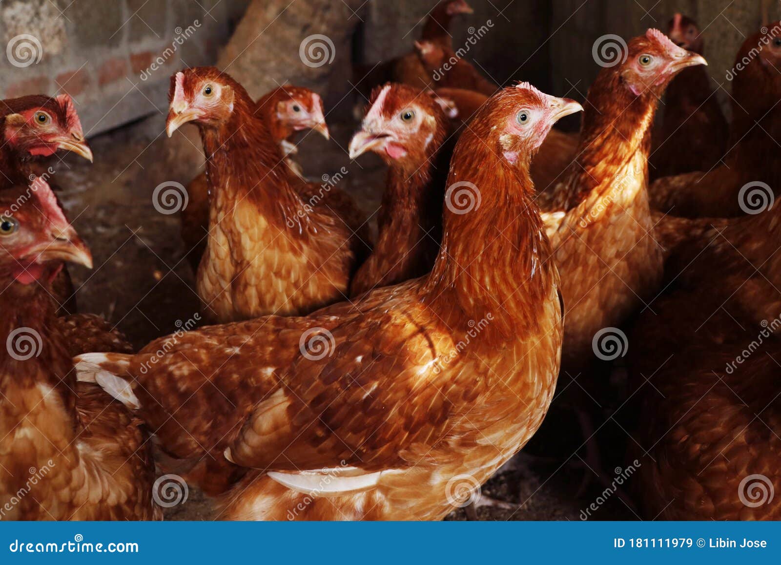 Begin niet voldoende Artefact Biologische Kippen En Kippen in Een Kooi Voor Eieren En Vlees Stock  Afbeelding - Image of vrij, griep: 181111979