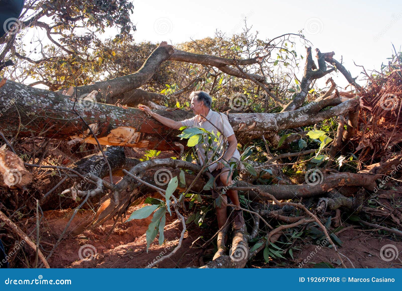 biologist environmentalist looking over the damage cause to an avocado tree