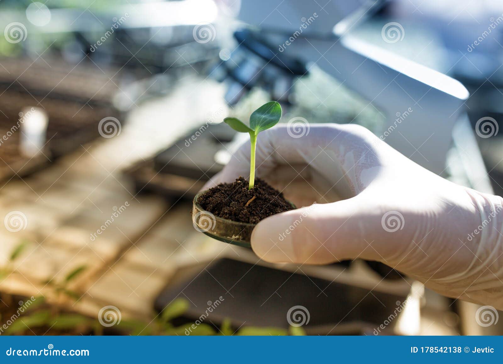 biologist holding sprout with soil in petri dish in laboratory