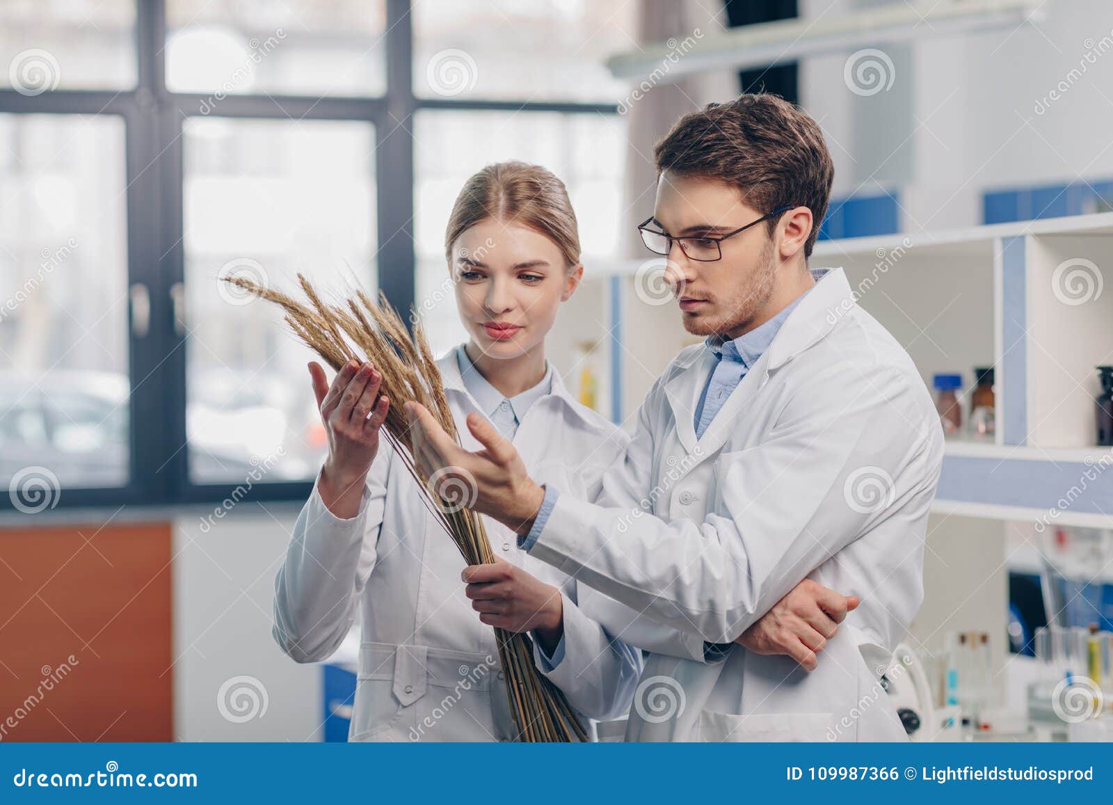 biologists working with wheat ears