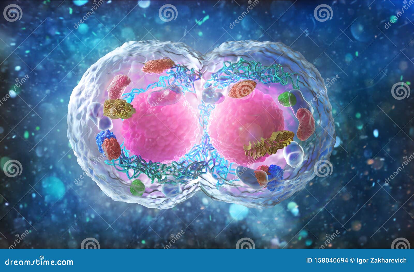 biology concept. cell division under the microscope