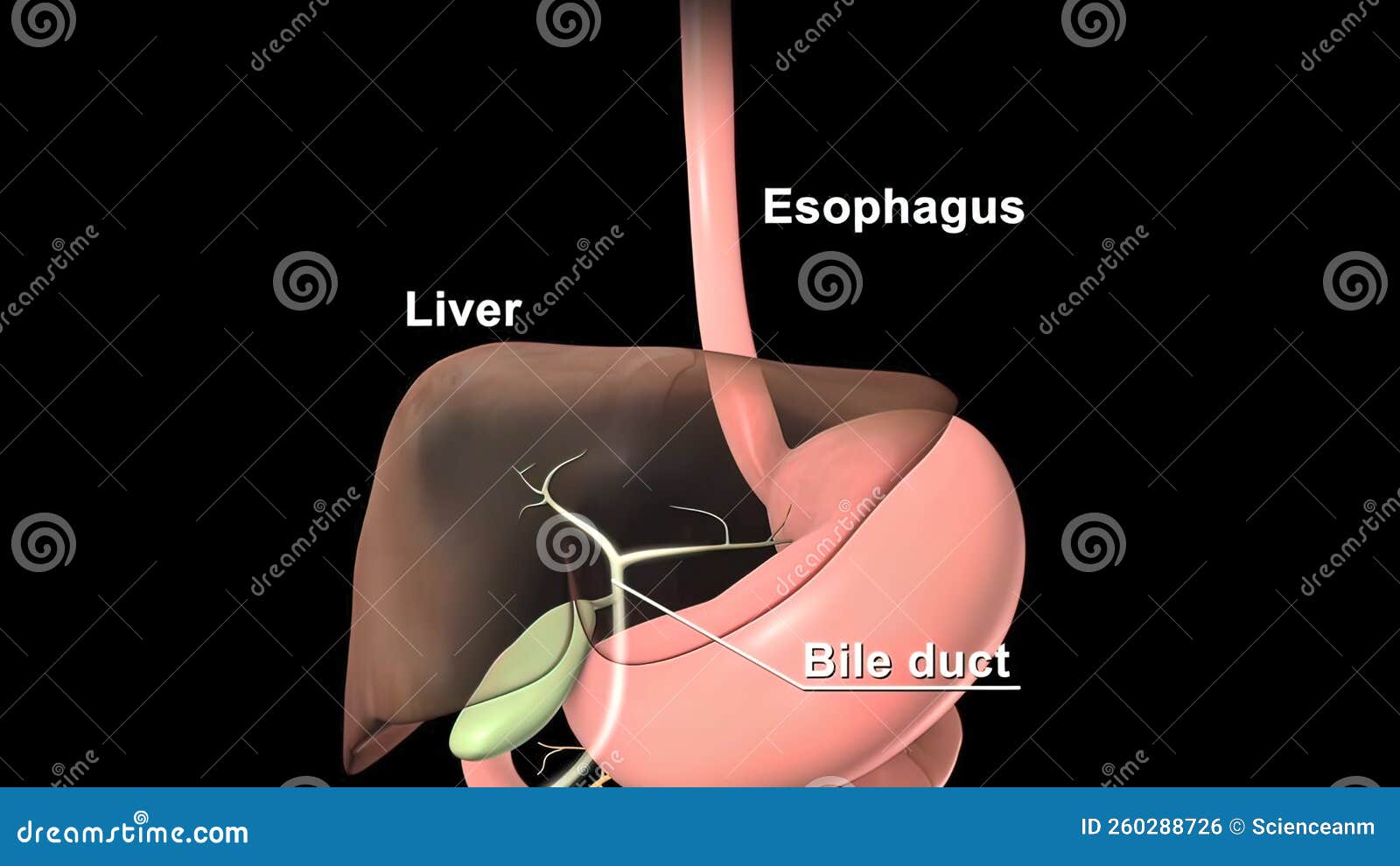 In Biology, an Organ or Viscous is a Collection of Tissues Joined in a ...