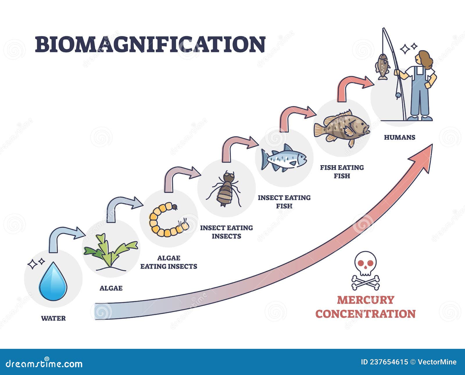 Biomagnification With Toxic, Poisonous Mercury Concentration Outline ...