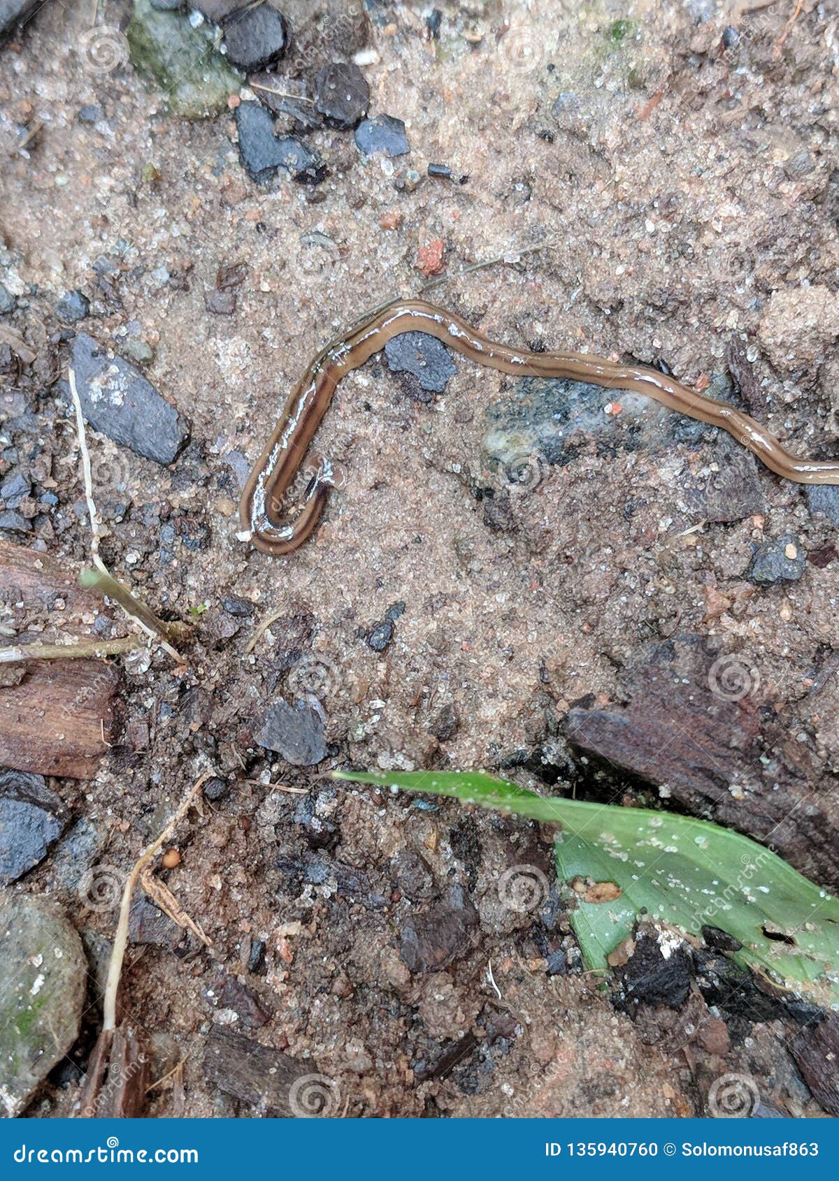plathelminthe bipalium kewense rețetă detoxifiere