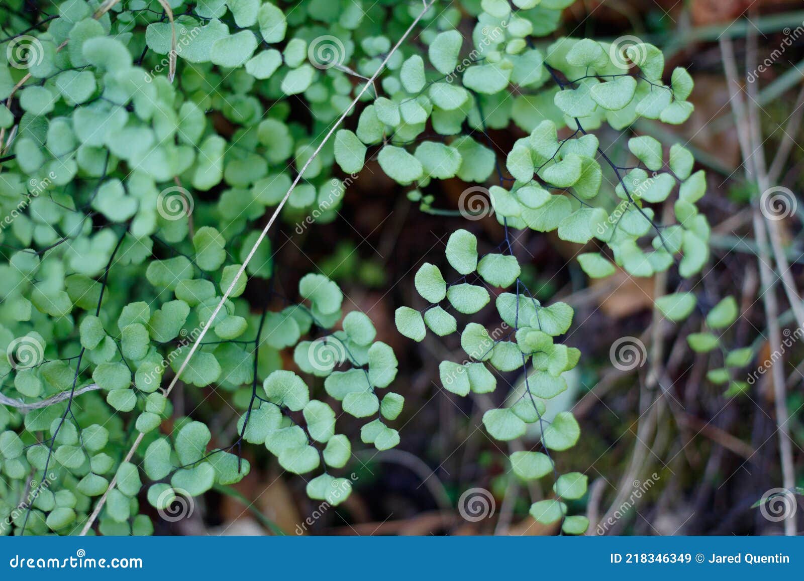 adiantum jordanii leaf - red rock cp mrca - 030421 b