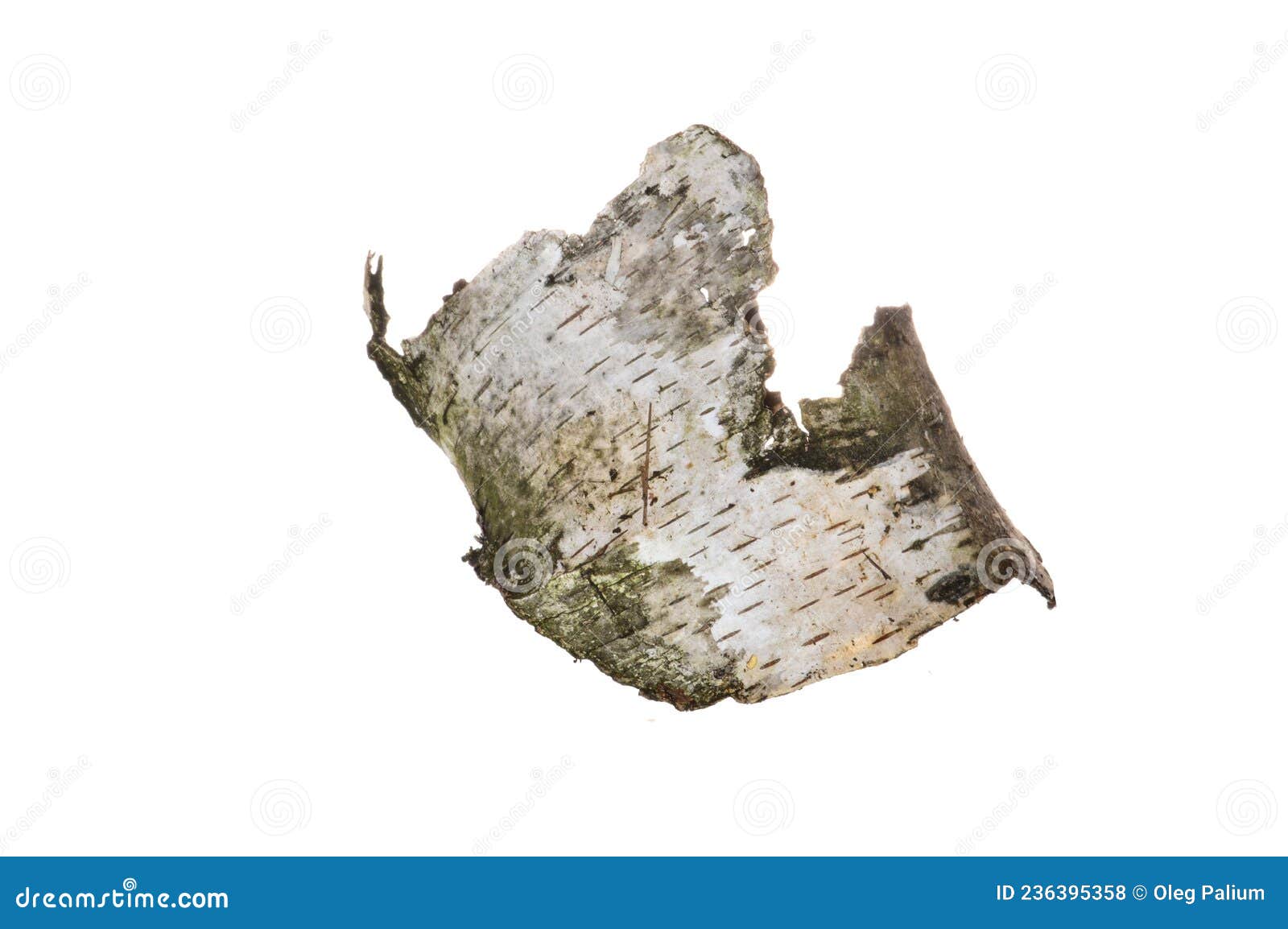 Birch Bark Isolated on White Background Stock Photo Image of birch