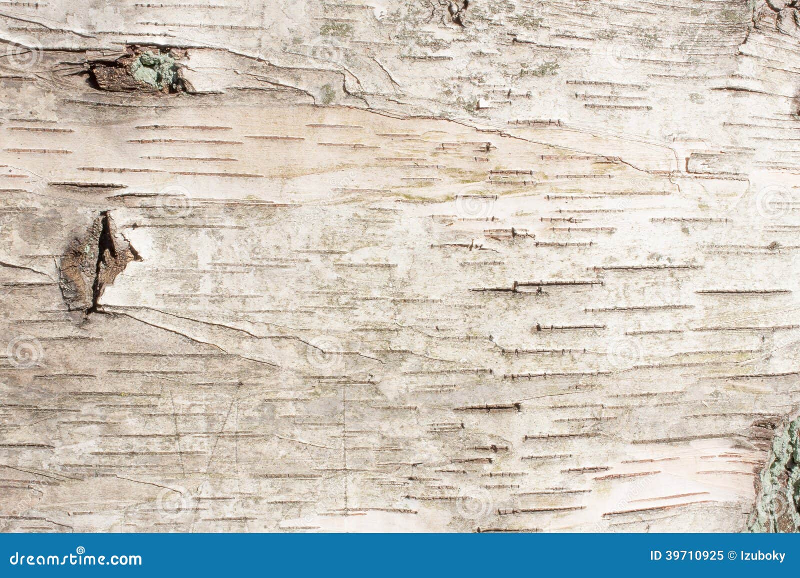 birch bark natural texture background