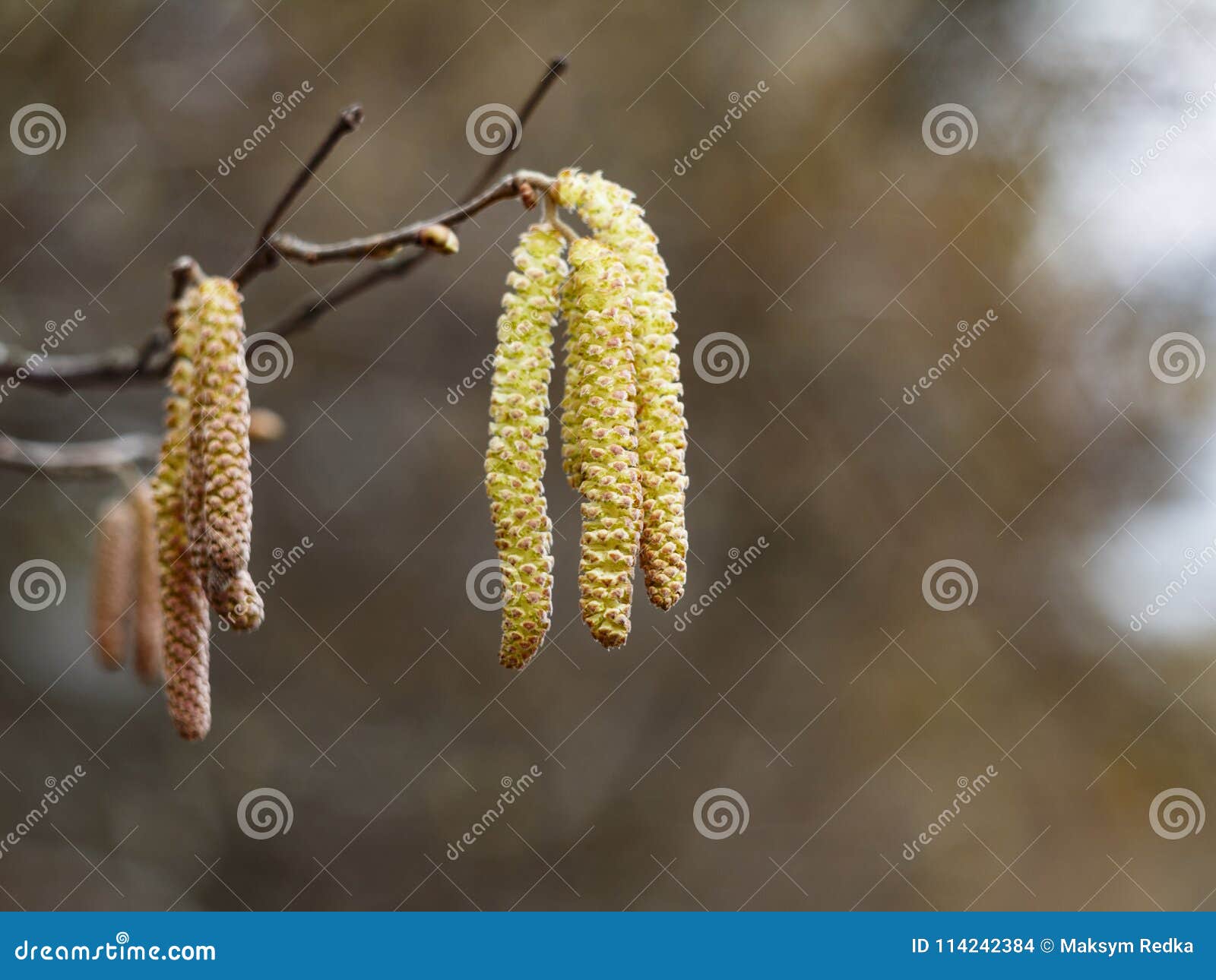 Birch Betula Pendula. Flower And Young 