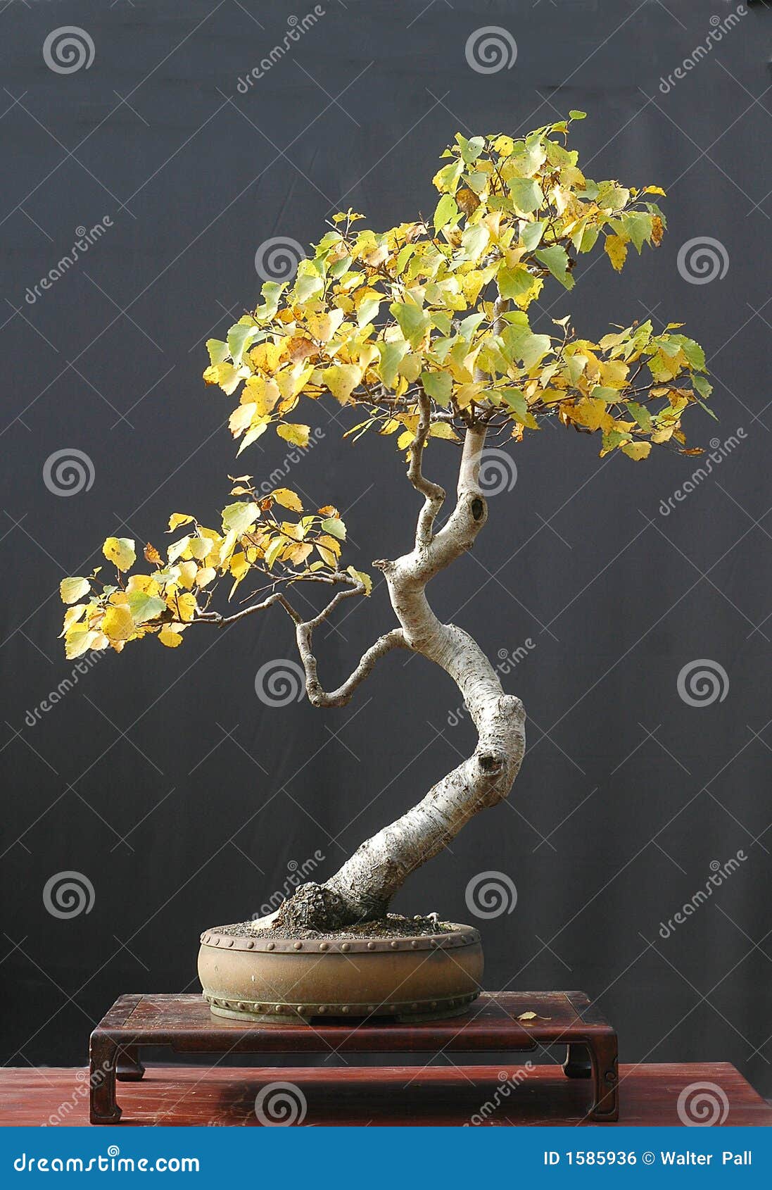 Birch bonsai in fall color stock photo. Image of yellow 1585936