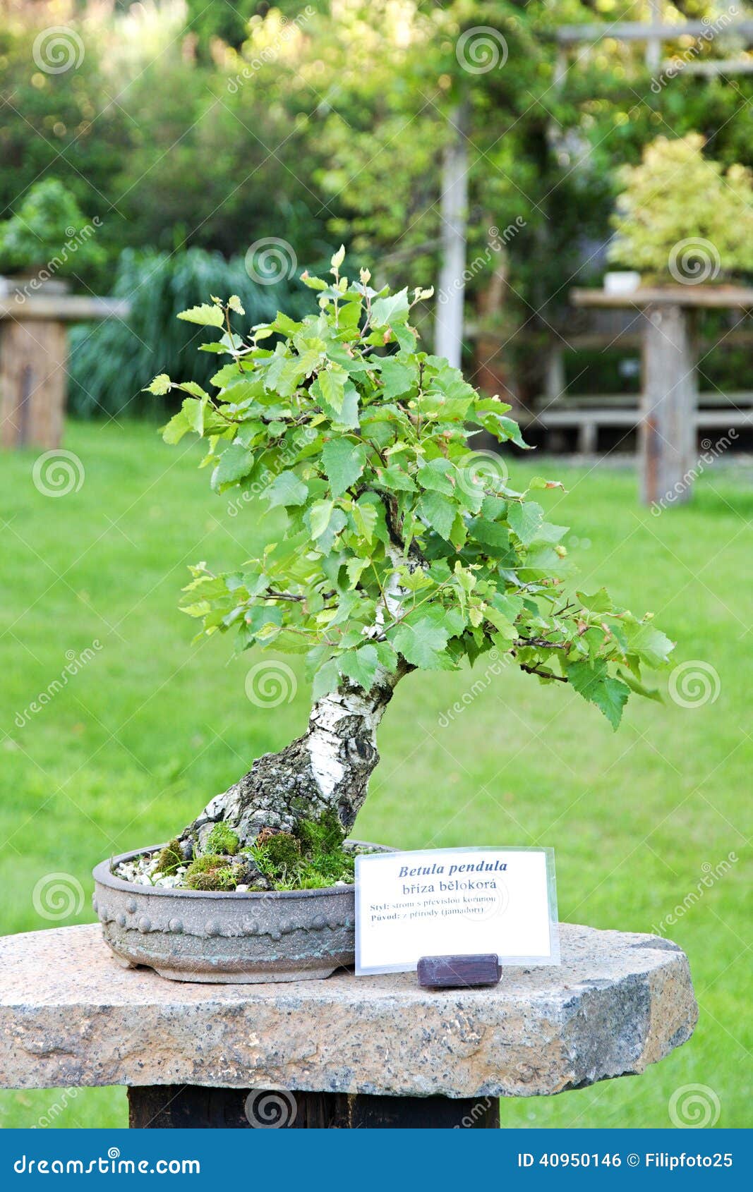 Birch Bonsai Stock Photo Image Of Hill Leafy Spring 40950146