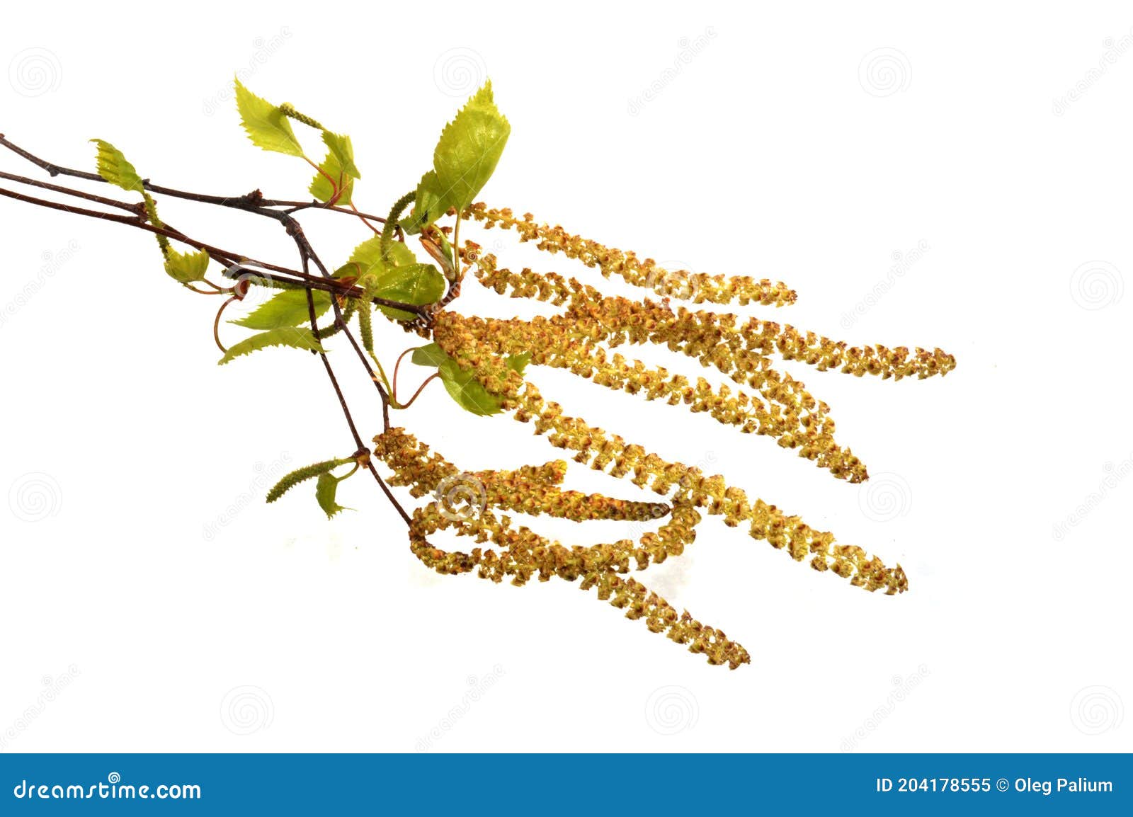 Birch Buds Isolated on White Background Stock Image - Image of studio