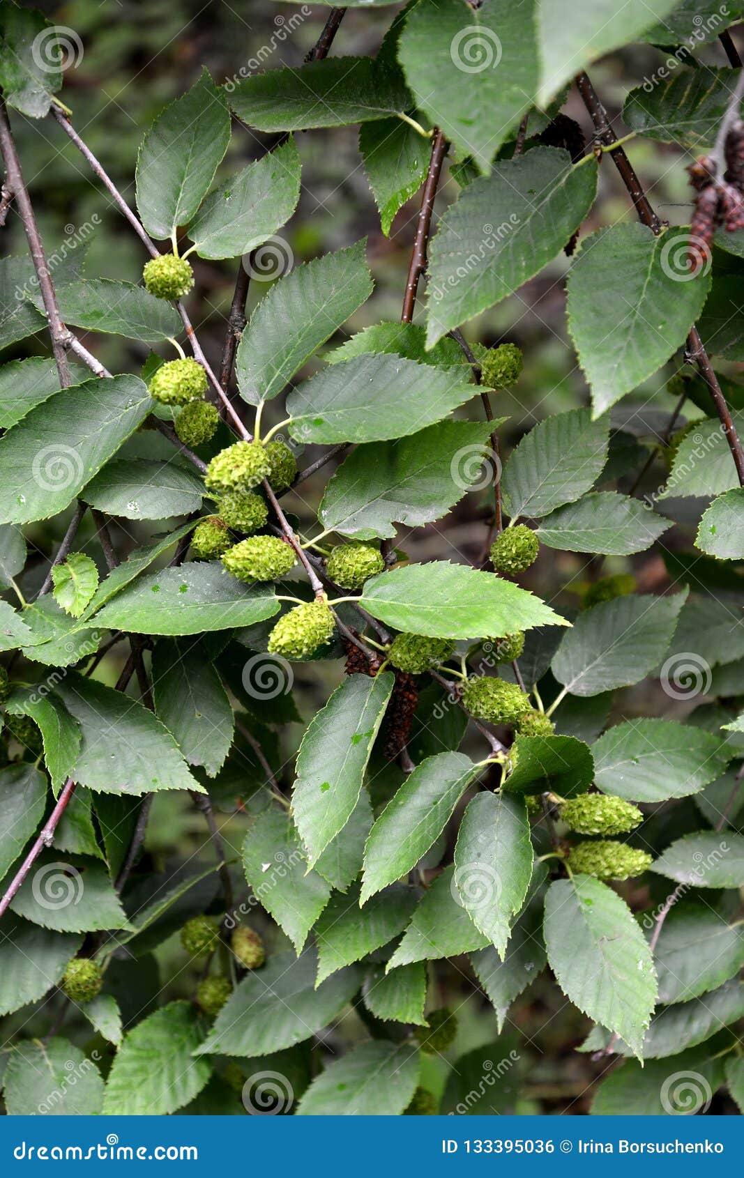 birch cherry betula lenta l.. branches with green fruits and leaves