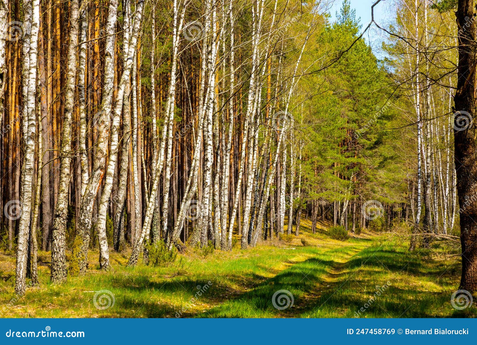 birch forest of biebrza river bird wildlife reserve during spring nesting period aside carska droga in poland