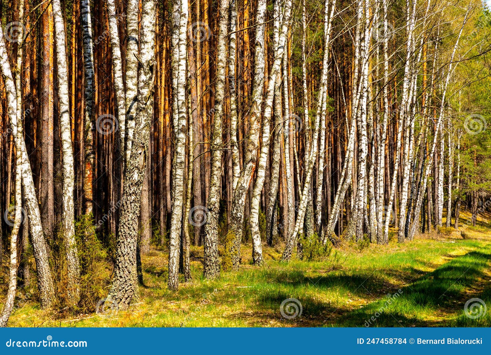 birch forest of biebrza river bird wildlife reserve during spring nesting period aside carska droga in poland