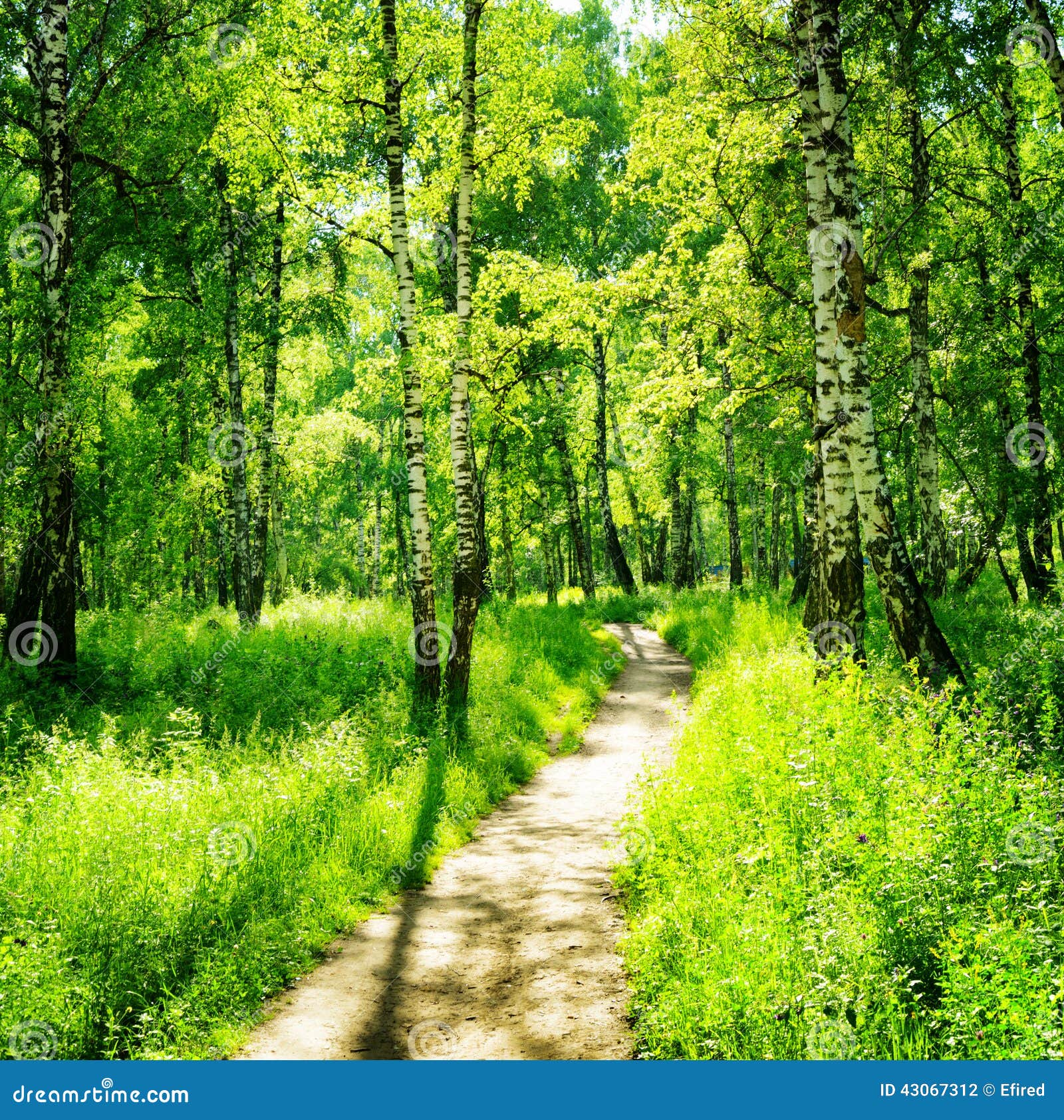 Birch Forest On A Sunny Day Green Woods In Summer Stock Photo Image