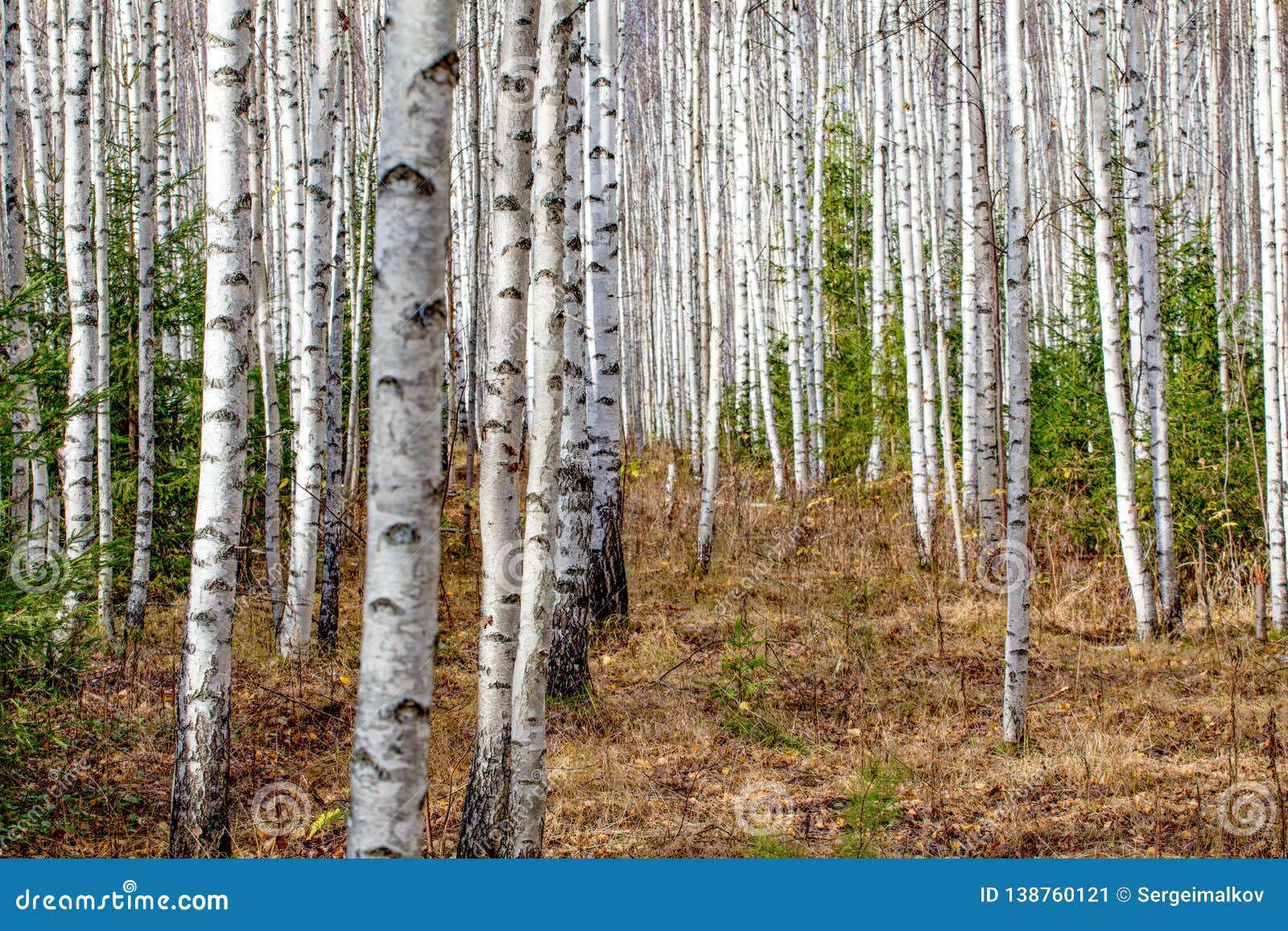 Birch Forest. White Tree Trunks in Autumn Stock Image - Image of ...