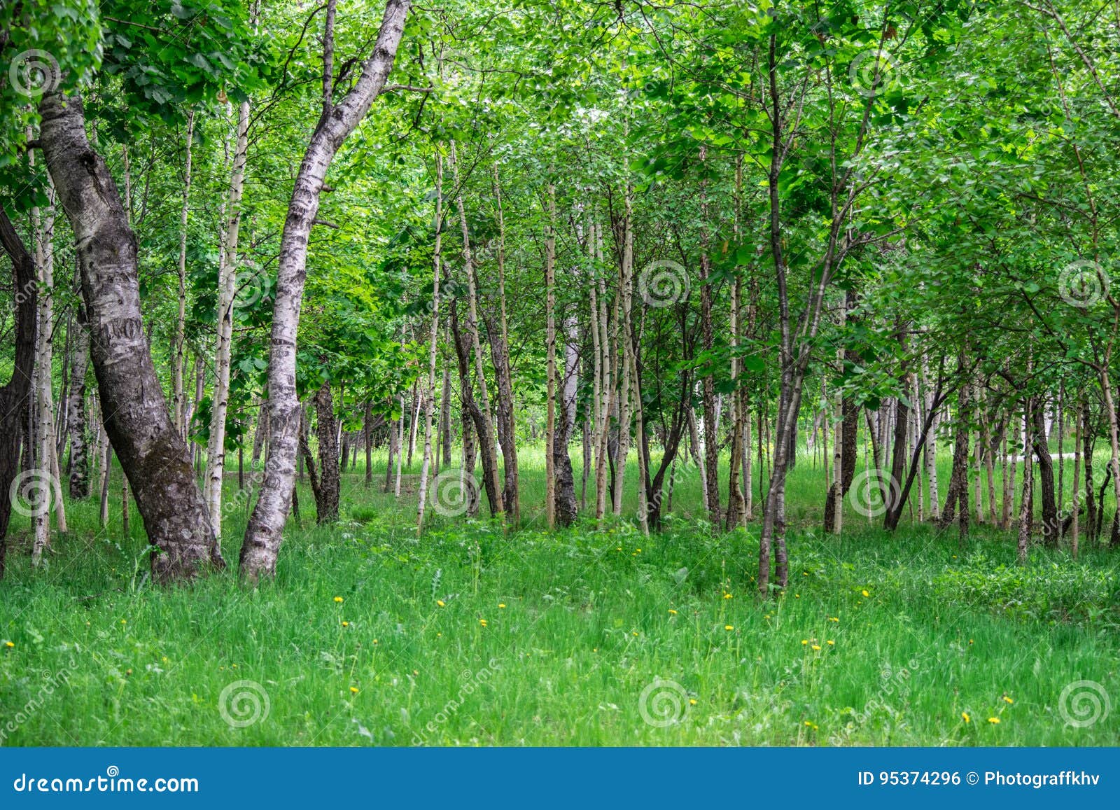 Birch stock photo. Image of birch, sunny, summer, grove 95374296