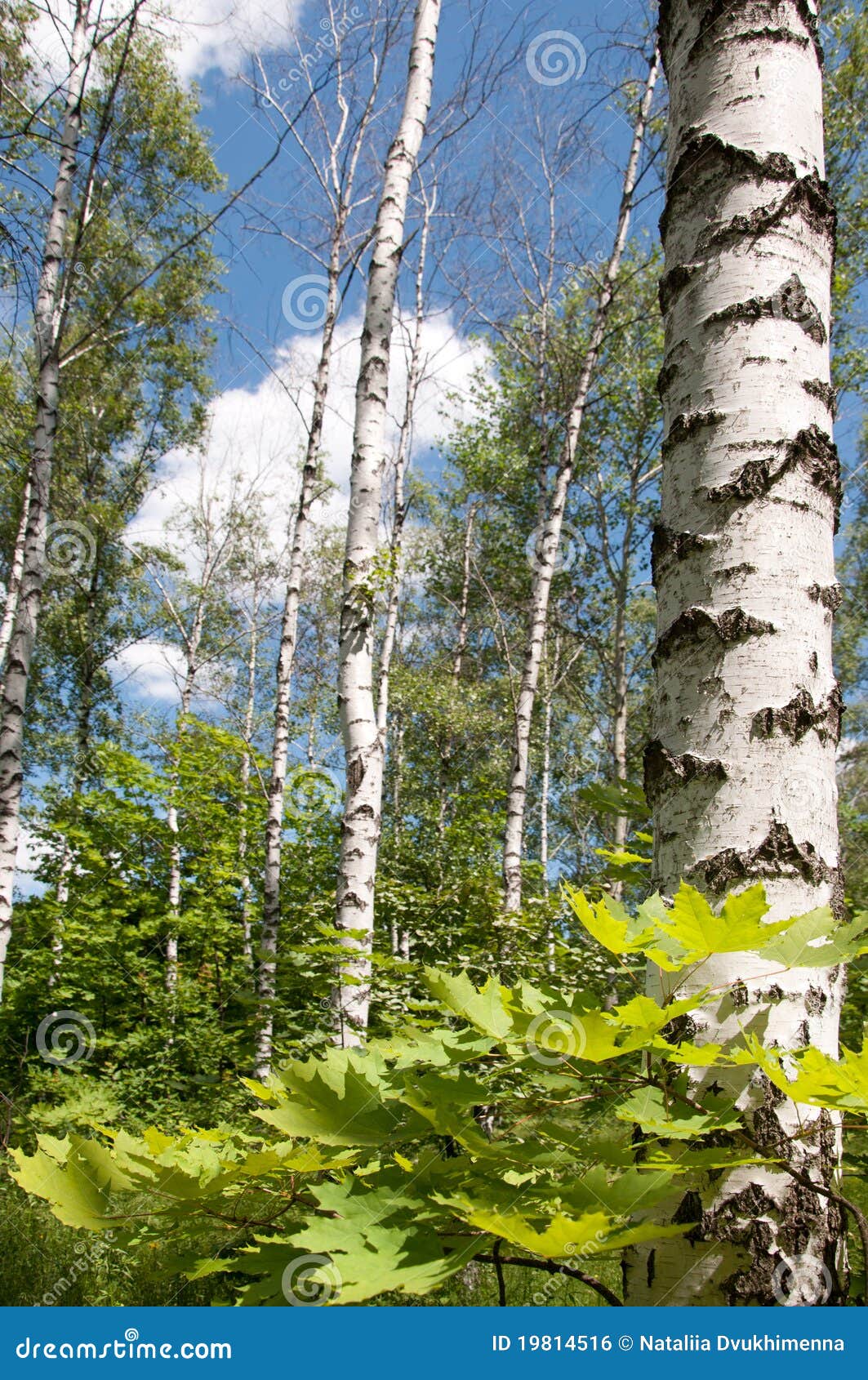 Birch grove stock photo. Image of maple, calendars, plant 19814516