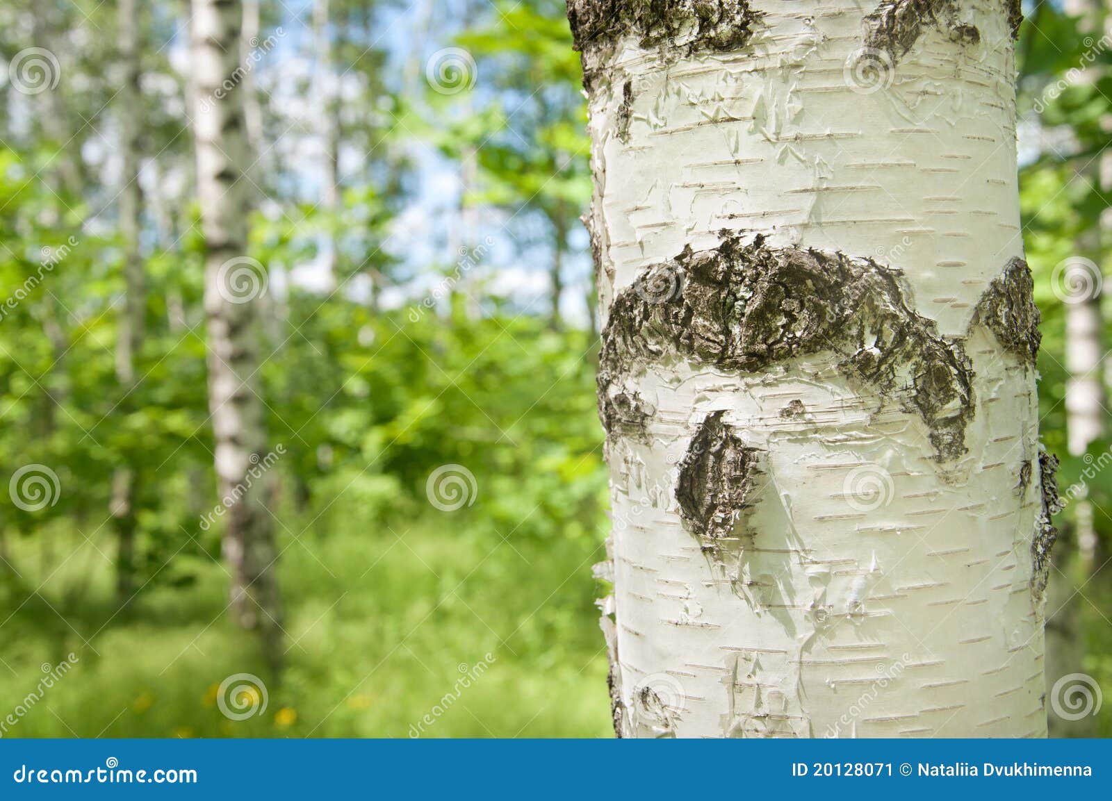 Birch grove stock image. Image of calendars, tall, alley 20128071