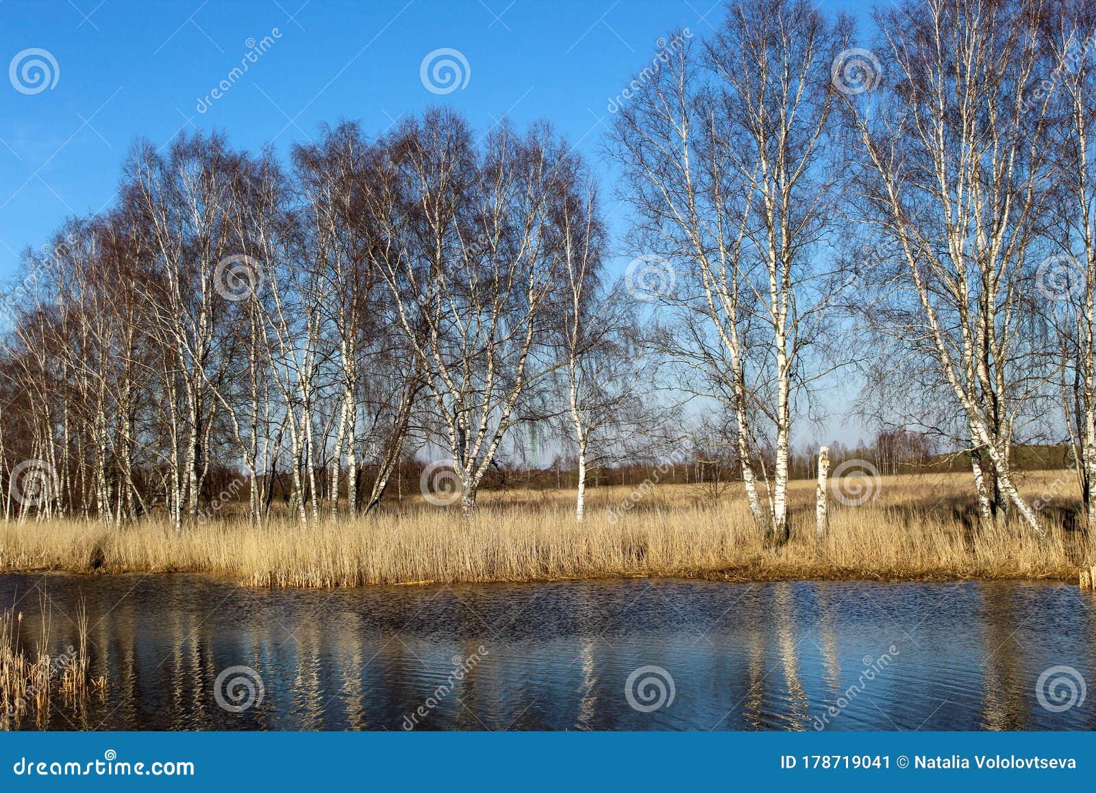 birch grove along the river